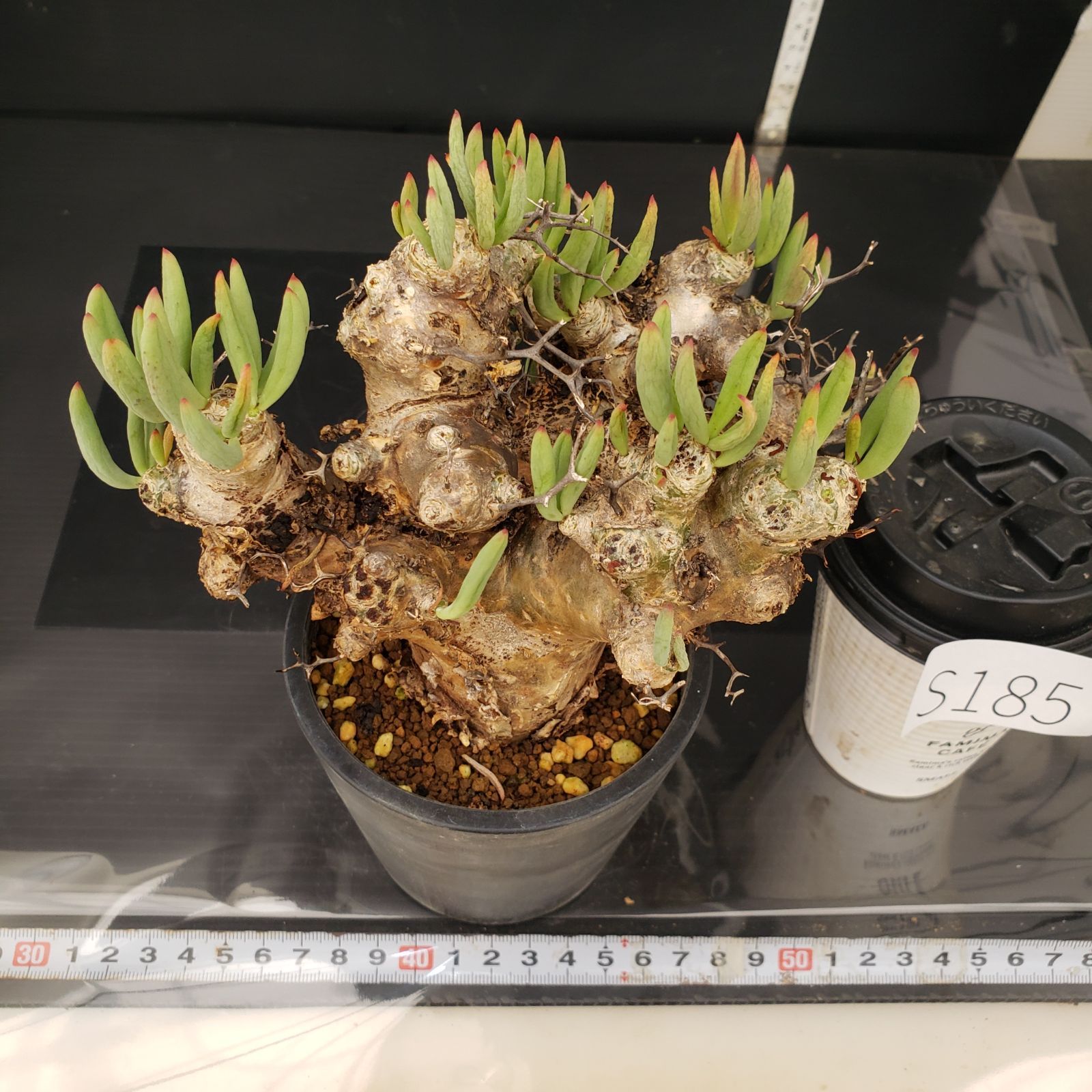 実生塊根！　万物想　チレコドン　多肉植物　塊根植物　レティキュラータス 万物想 輸入球 A2844☆チレコドン レティキュラーツス 多肉植物