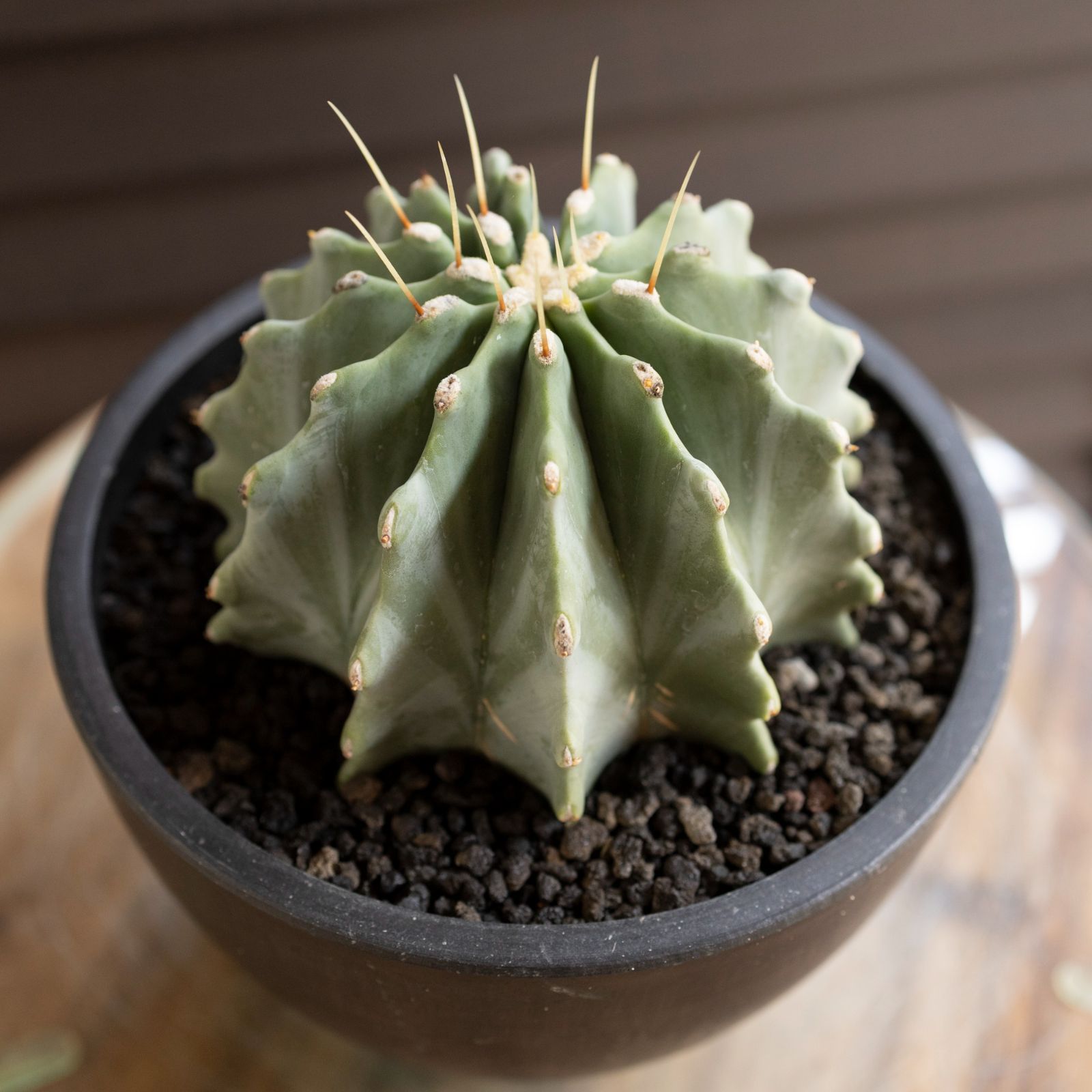 特別価格Roxy レディース Collect Moment ビーニー US サイズ: One Size カラー: ホワイト並行輸入 ダイアナ 補正下着 ガードル ダイアジェンヌ \u2013 補整下着(補正下着)で