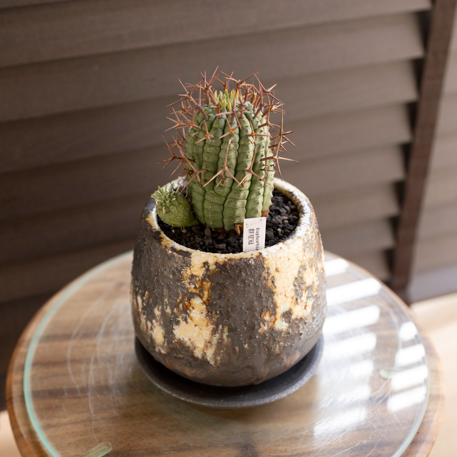 大株】ユーフォルビア 群星冠 ステリスピナ 子株付き Euphorbia