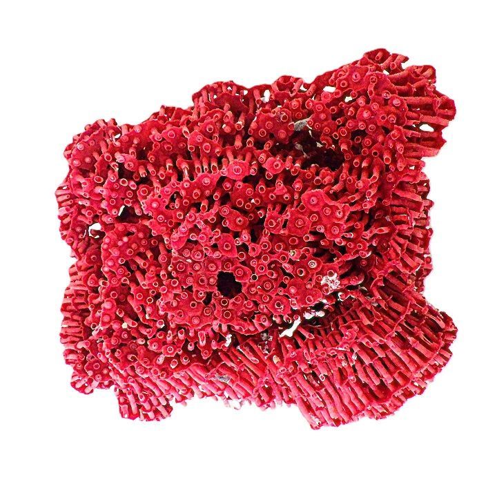  サンゴ 置物 サンゴ礁 珊瑚礁 パイプオルガン珊瑚 珊瑚 サンゴ 赤珊瑚 管珊瑚 サンゴ オブジェ インテリア 置物 水槽用 魚用品 ppmspl009 卓上トレイ 置物 インテリア小物