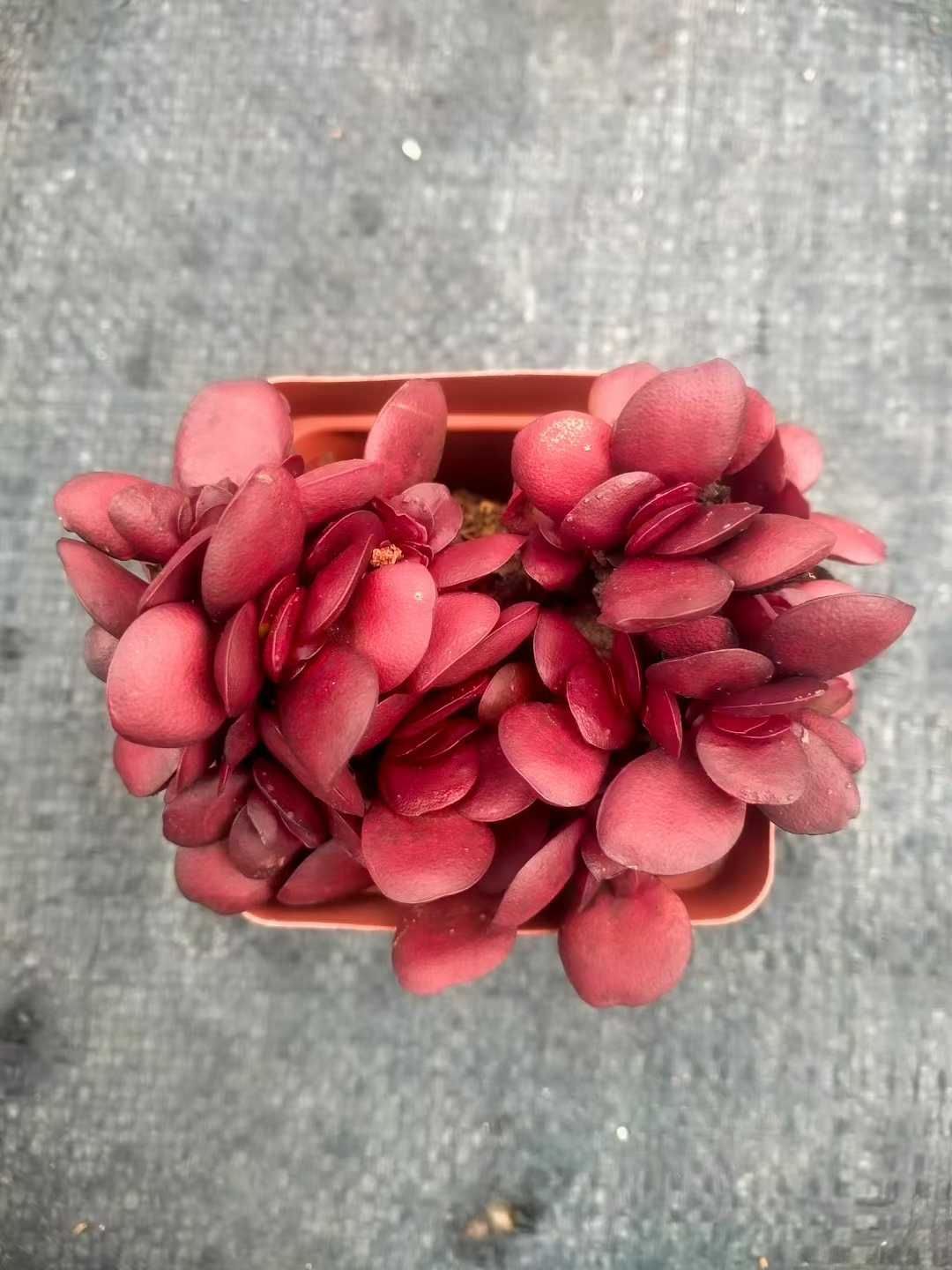 アガベ サルミアナフェロックス リップルエフェクト 【9/21撮影】☆未