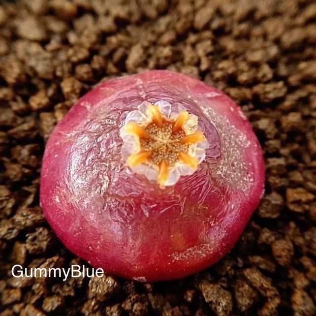 100つ多肉植物コノフィツム ブルゲリ タネ　種 Amazon.co.jp: ブルゲリ 種子 100粒 自家採取 Conophytum