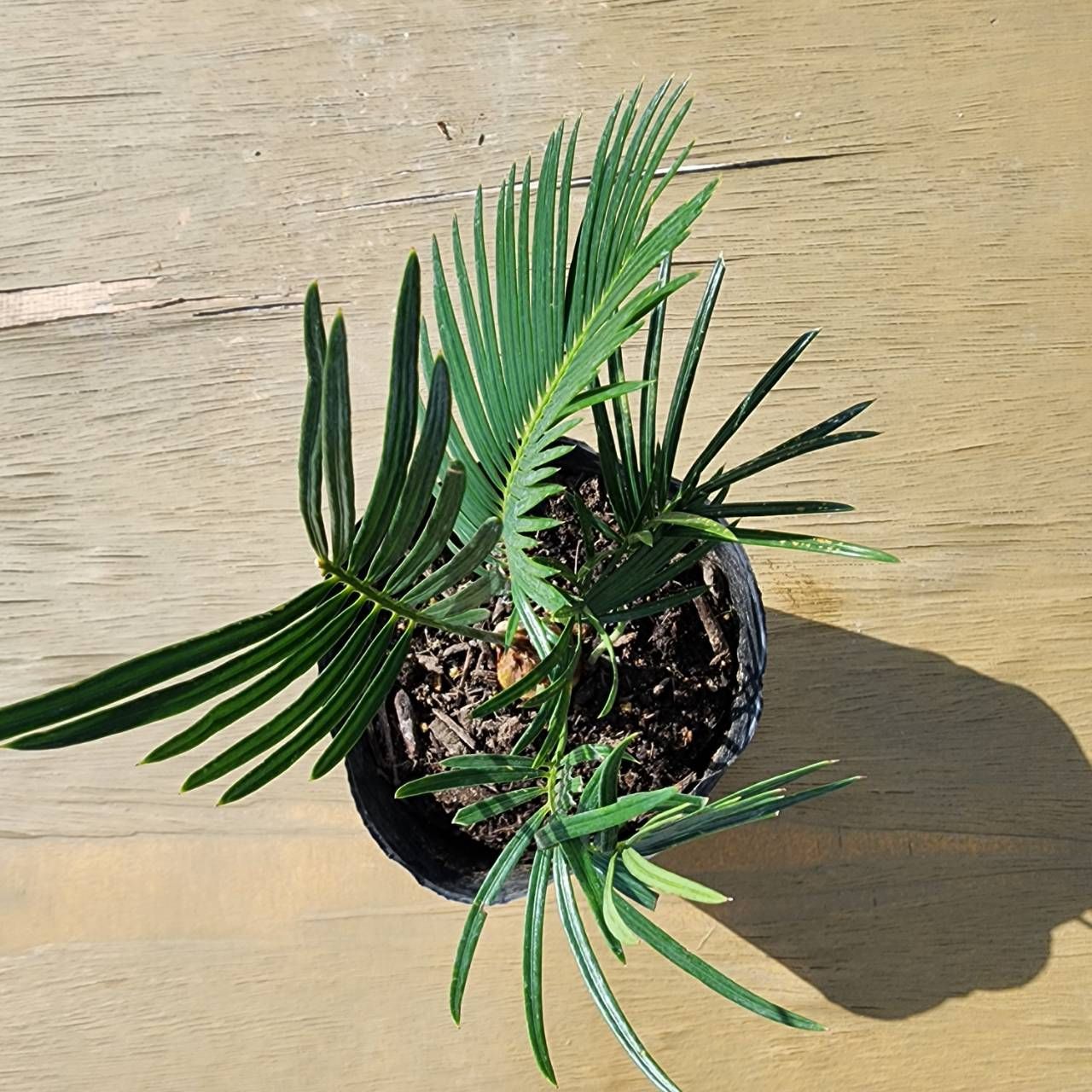 抜き苗発送】実生苗 ソテツ 蘇鉄 Cycas revoluta 2025-4-27-cr1 - メルカリ