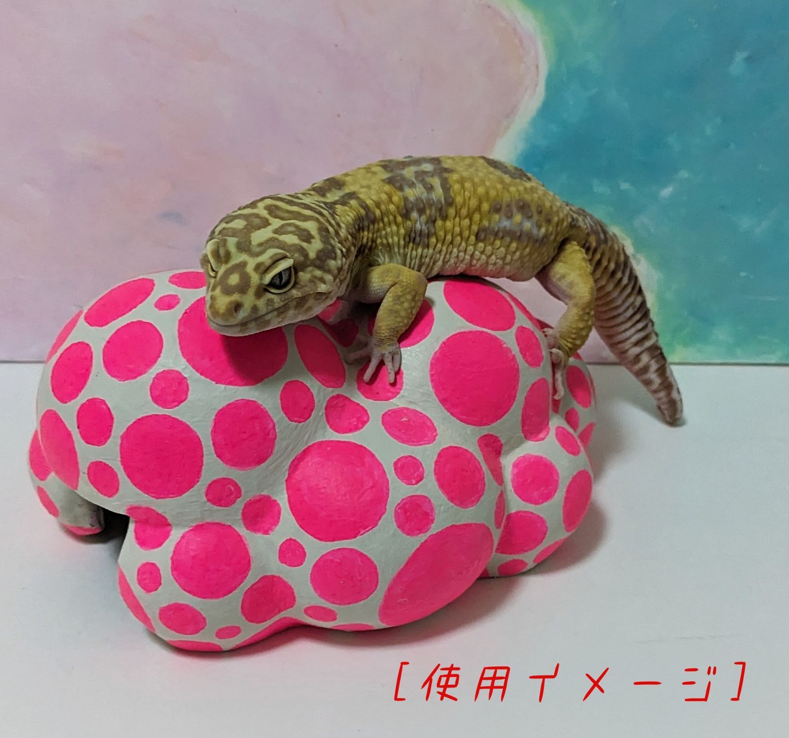 爬虫類シェルター クモ形_003