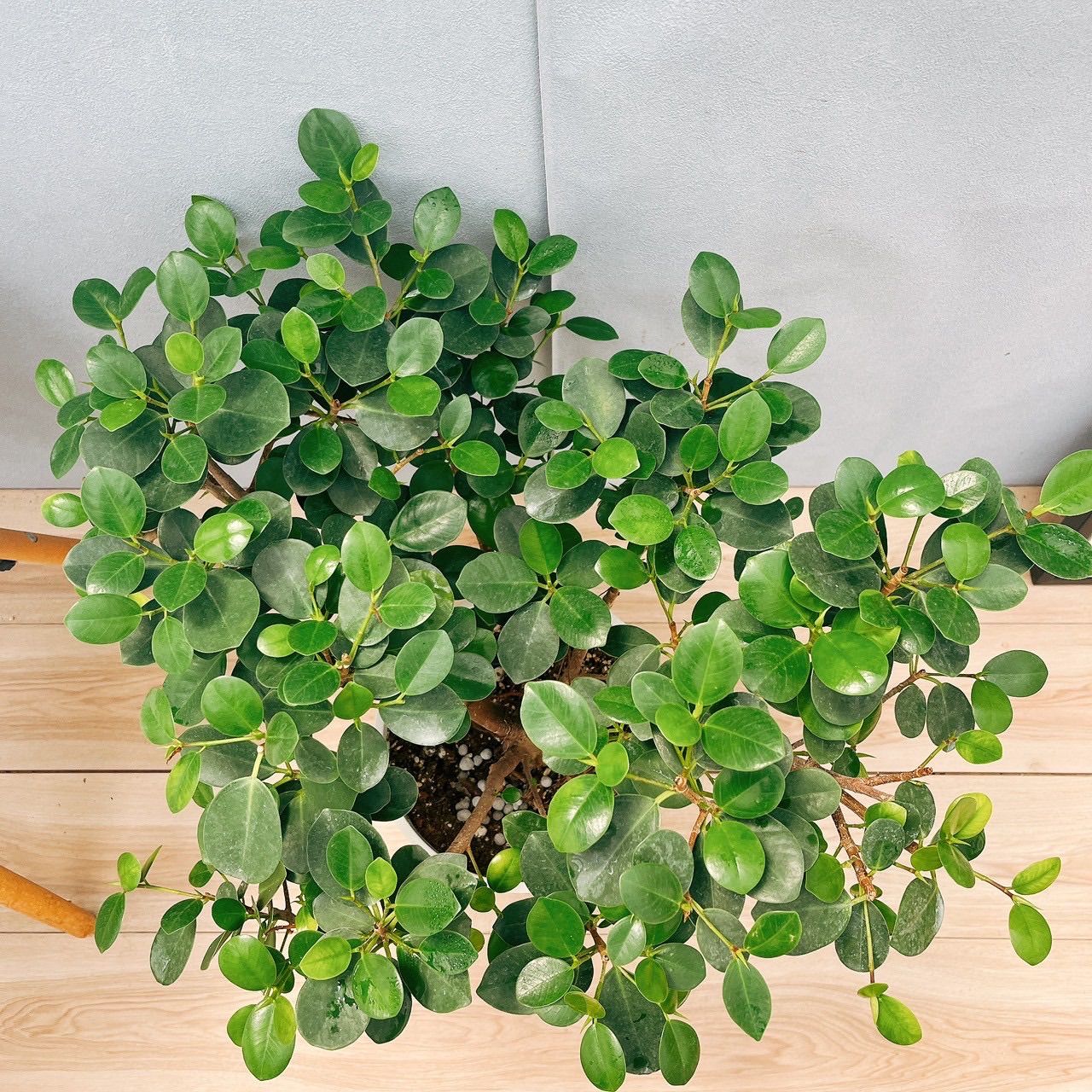 ［現品］【希少】9番　コパンダガジュマル　7号　観葉植物　室内　レア　ゴムの木 現品］【希少】9番 コパンダガジュマル 7号 観葉植物 室内 レア