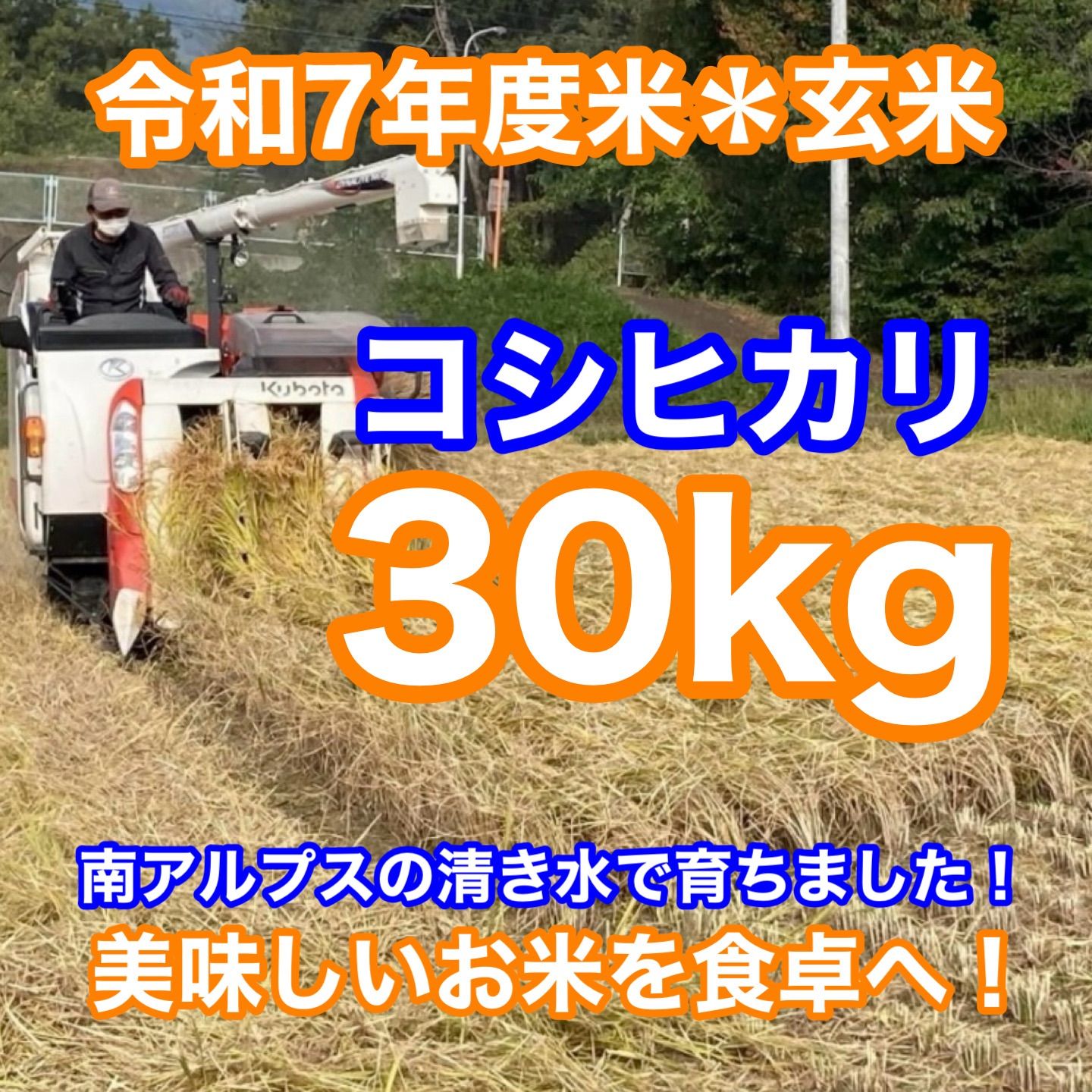 僅少◆令和7年度新米 玄米30キロ 南アルプスの清き水で育ったコシヒカリを食卓へお届けします