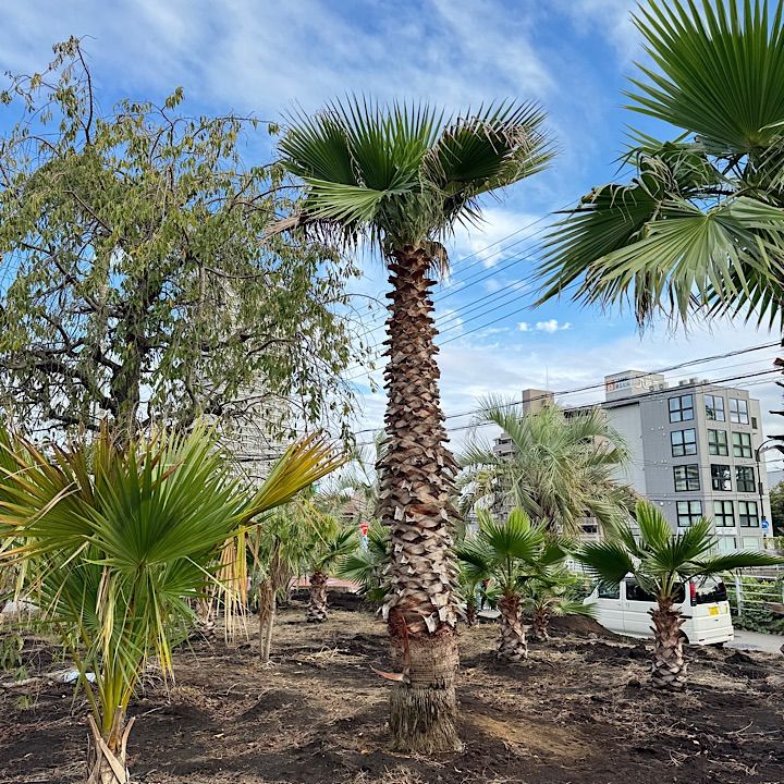 ワシントンヤシ 8号 新規入荷 観葉 ワシントンヤシ 8号鉢 100センチ