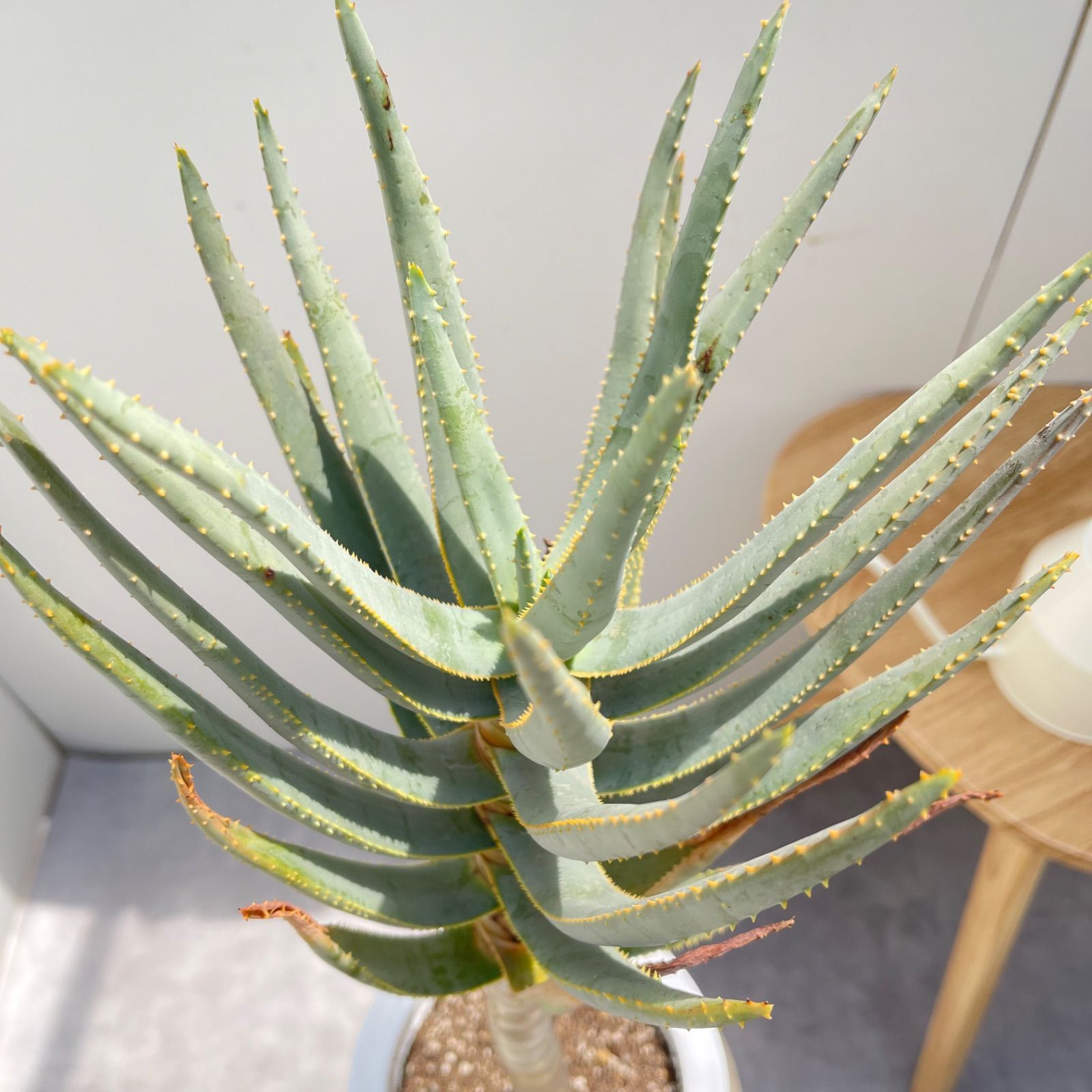 売約済※ アロエ デコトマ 【現品】観葉植物 室内 6号 2024 アロエ