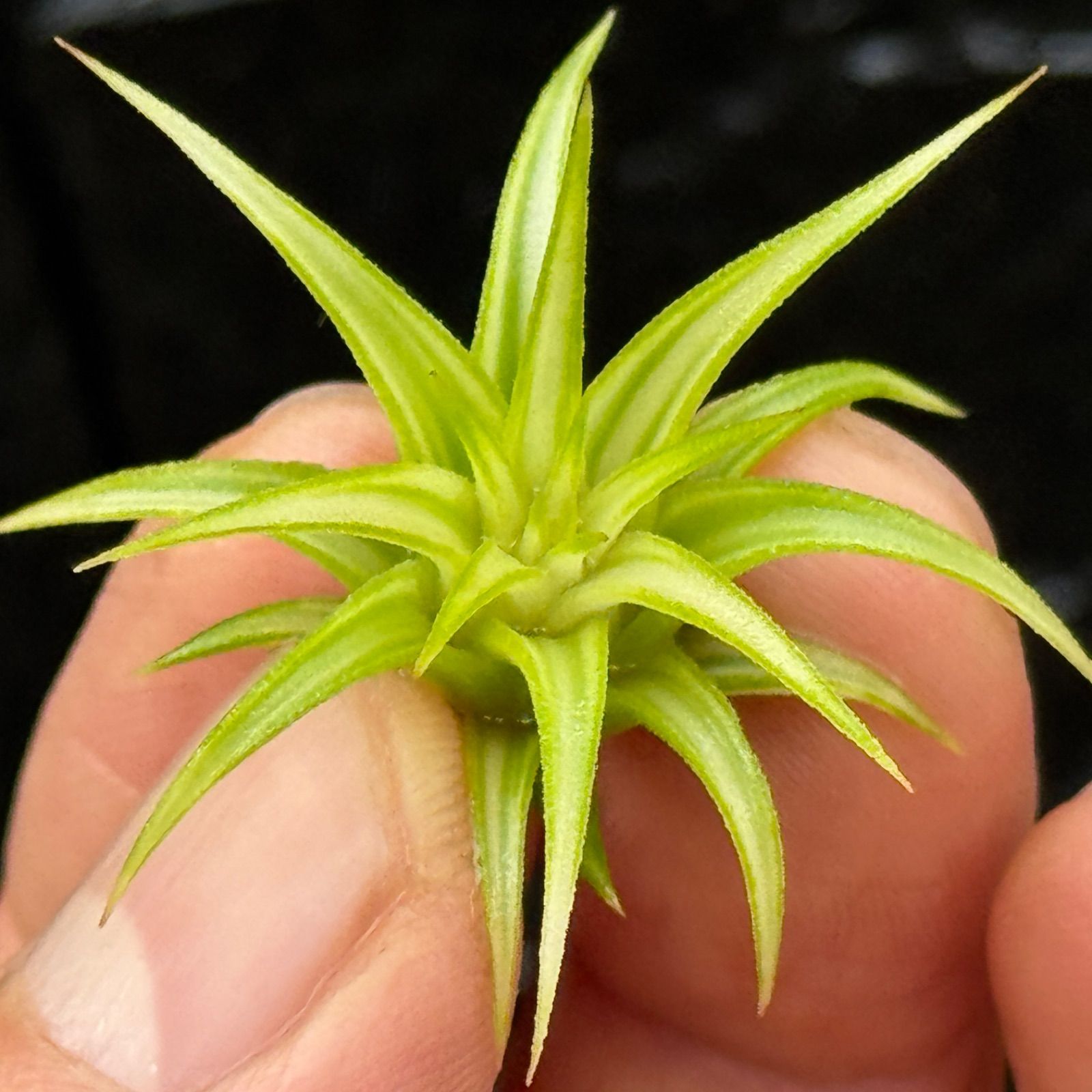 アルボマージナータ Tillandsia