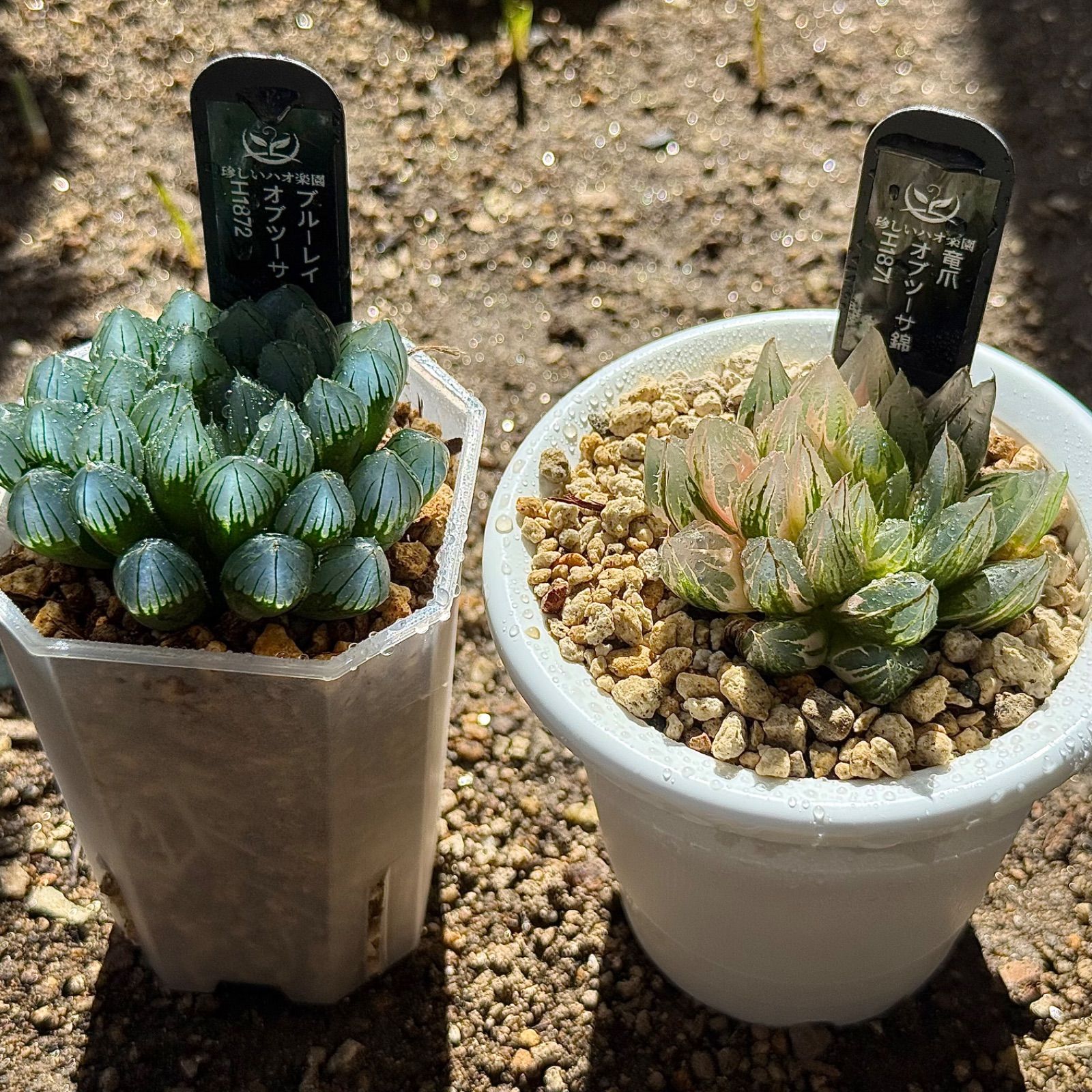 得々セット ブルーレイオブツーサH1872 龍爪オブツーサ錦H1871