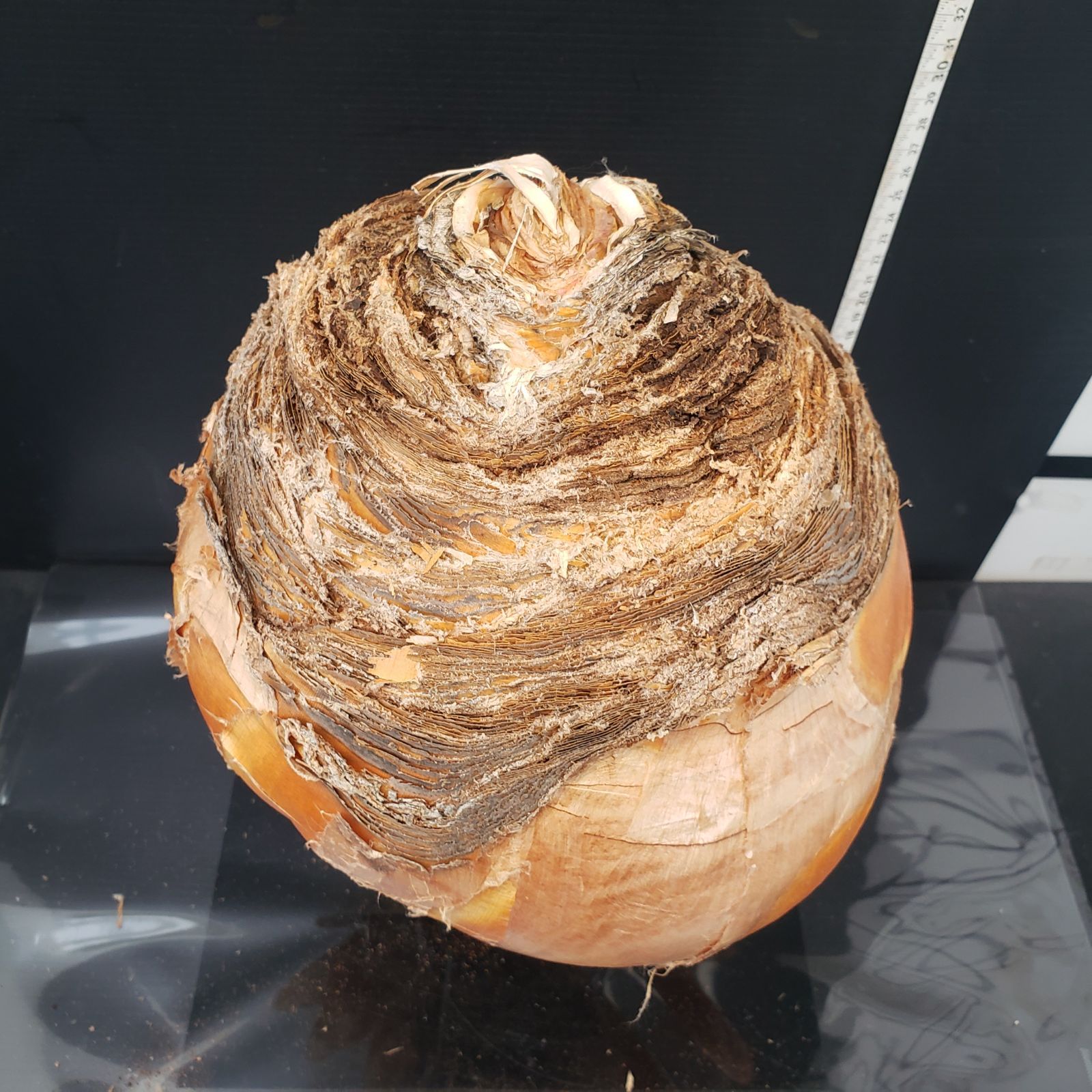 Z423 最新到着 Boophane ハエマンソイデス ML 現地球 抜き苗 球根植物 ブーファン ハエマンソイデス YUZUMIYA_COM