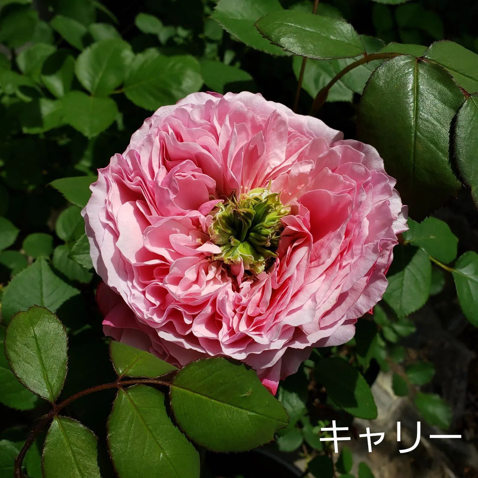 バラ苗 キャリー - メルカリ