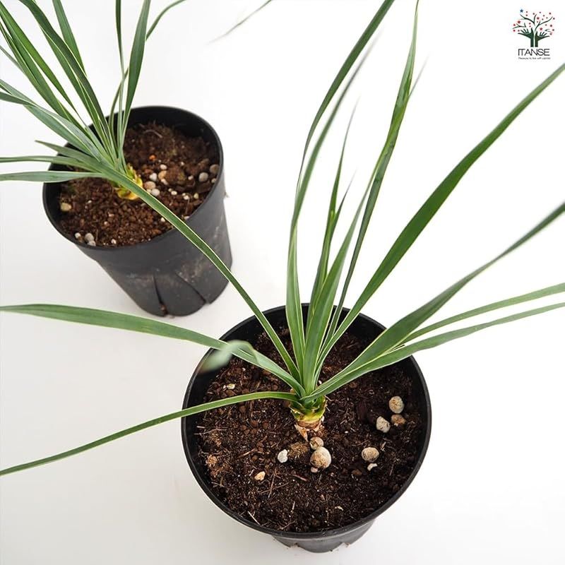 ロストラータの青みが濃い個体を選抜した品種