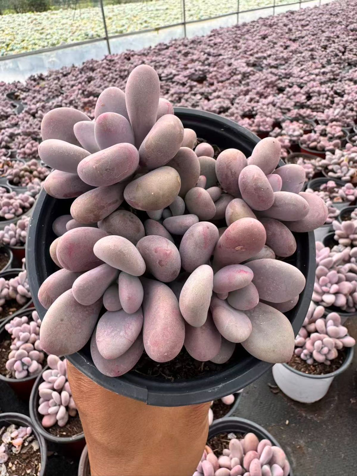 18株の抜き苗セット】ピンクスノー缀化 多肉植物 佐川急便発送