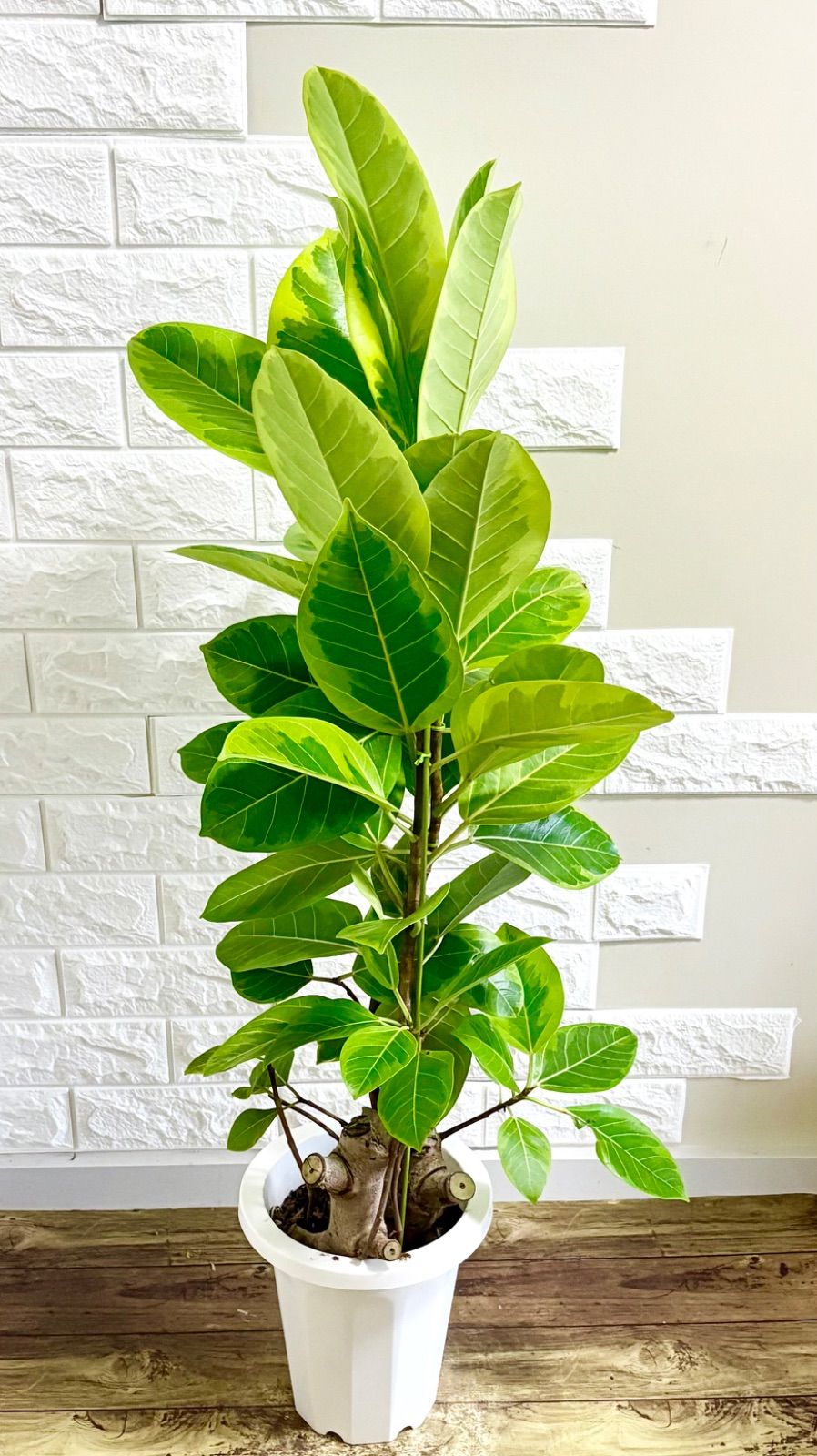 アルテシマ　フィカス　極太幹　大型　　朴仕立て　少し曲げ　スマート　斑入り アルテシマ フィカス 極太幹 大型 朴仕立て 少し曲げ スマート 斑入り