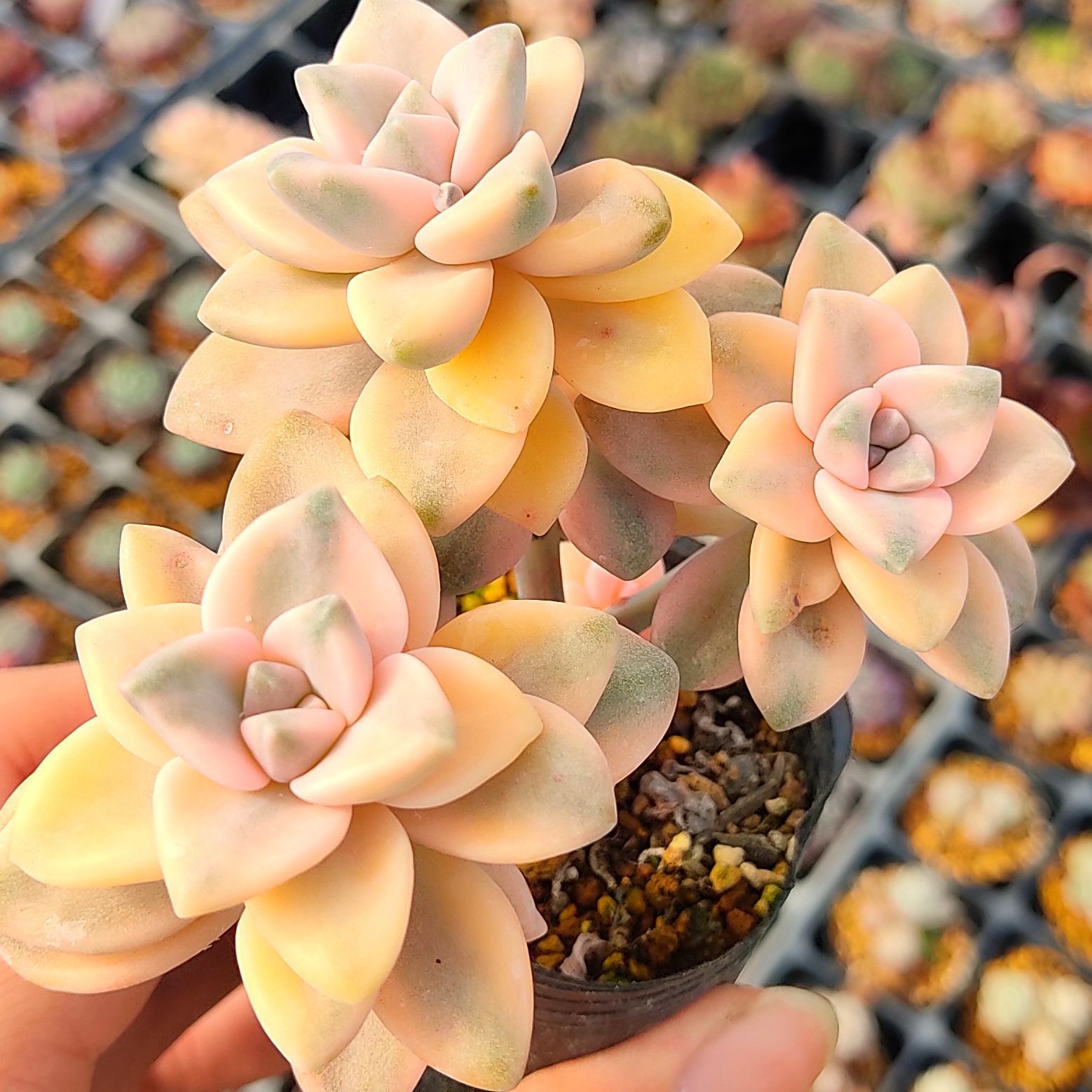 ③多肉植物⭐︎ティテュバンス⭐︎抜き苗 素早 