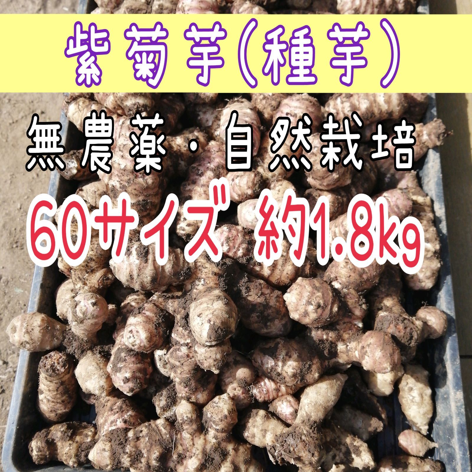 メルカリshops 種芋用 紫菊芋 無農薬 自然栽培 60サイズ