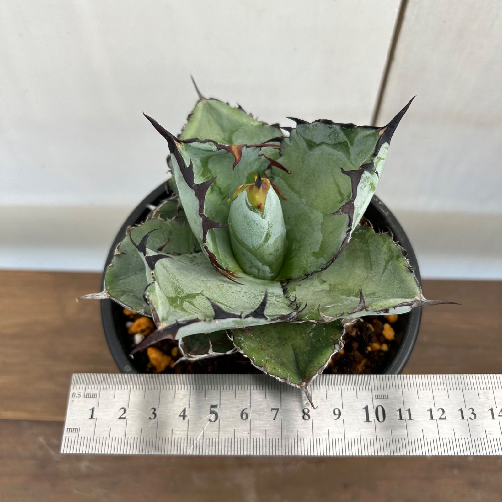 現品】アガベ チタノタ ブラック＆ブルー Black＆Blue 4号 A - メルカリ