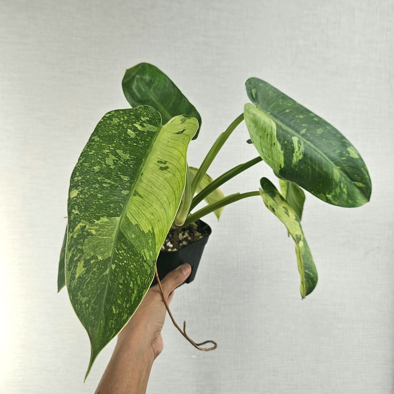 ①〔フィロデンドロン ジョセボーノ〕Philodendron Jose Buono ①〔フィロデンドロン ジョセボーノ〕Philodendron Jose Buono