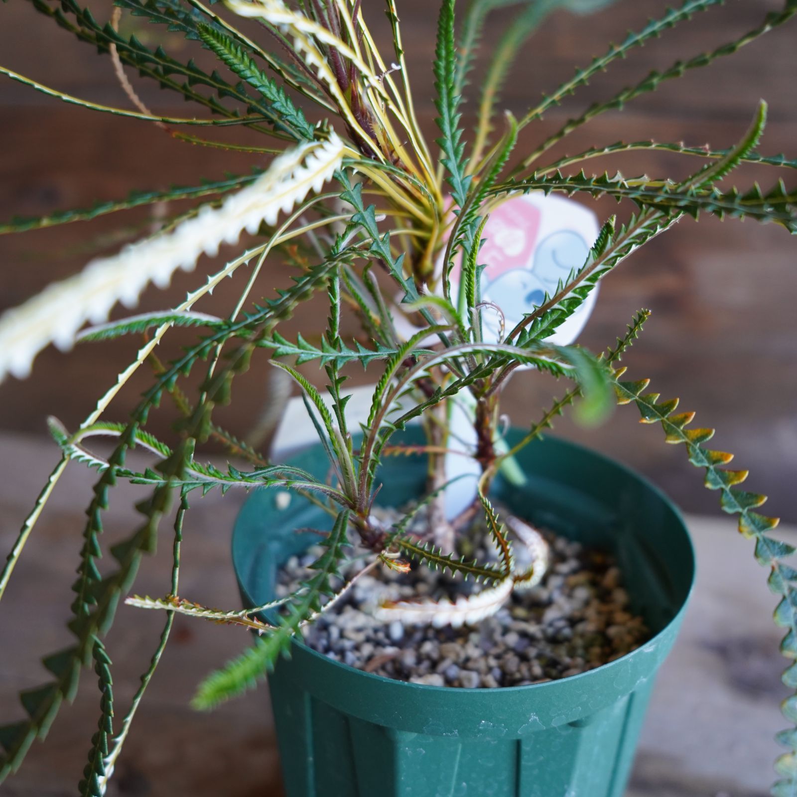 バンクシア ニベア 4号 バンクシア ”ニベア” 4号 B オージープランツ 現物発送 - メルカリ