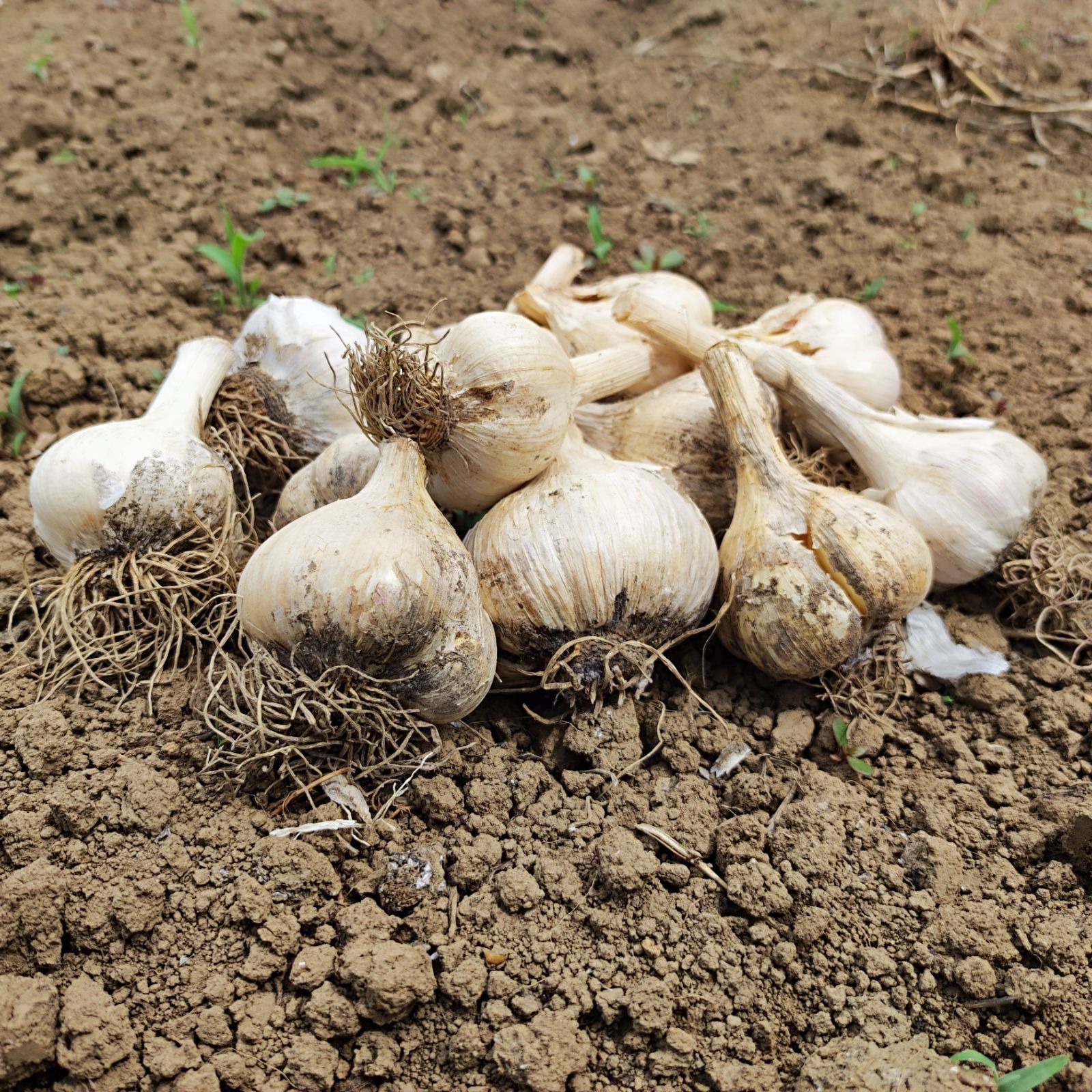 群馬県産 にんにく バラ1kg 訳あり大特価 - メルカリ