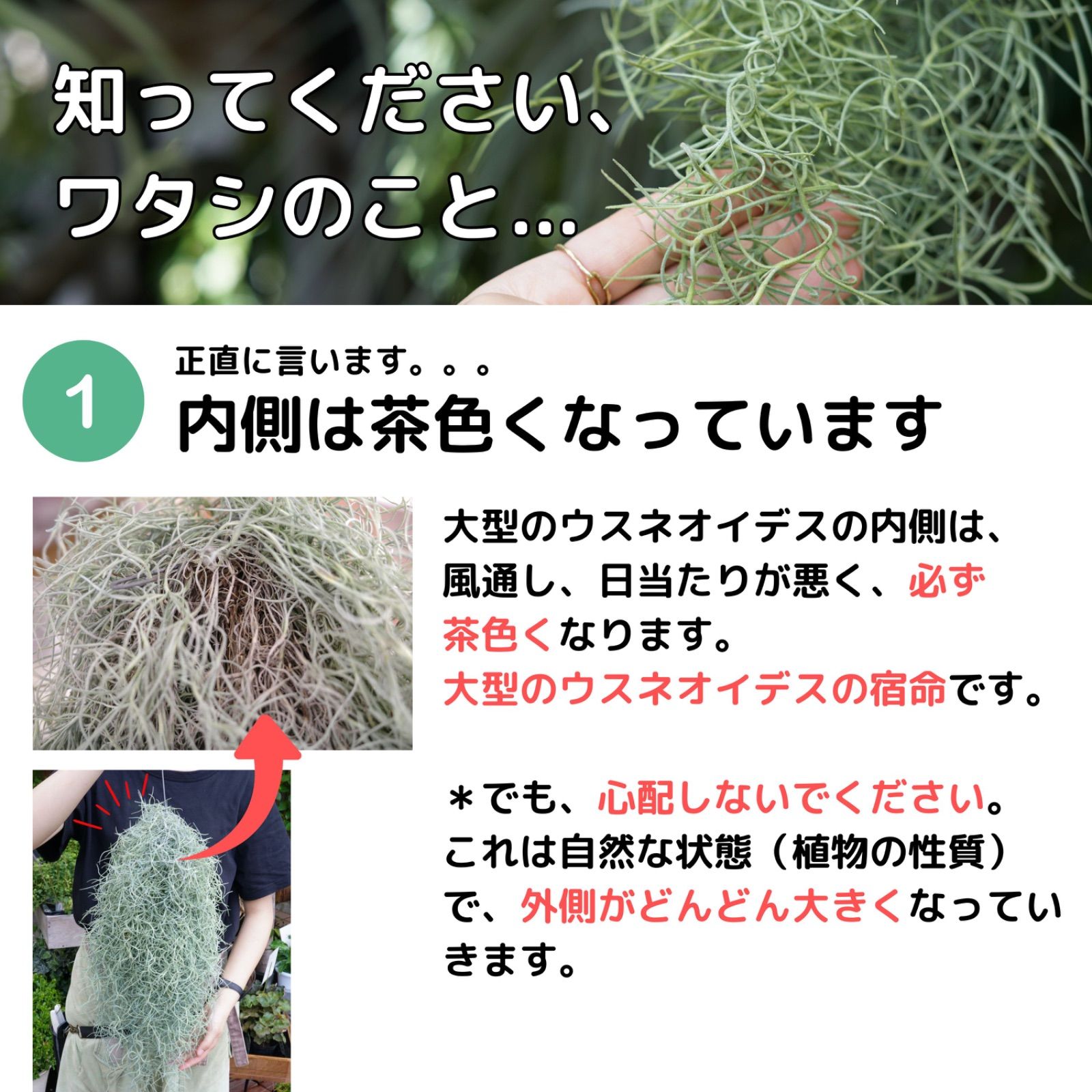 特大サイズのスパニッシュモス（60cm） チランジア エアプランツ ウスネオイデス