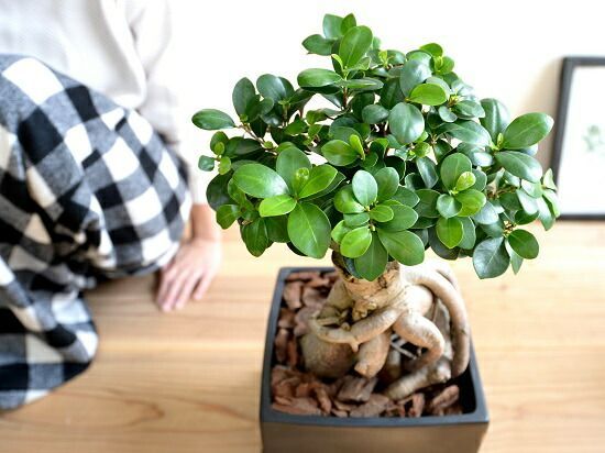 ガジュマル（超幹太） ブラック キューブ型 陶器鉢 Lサイズ 幸福を