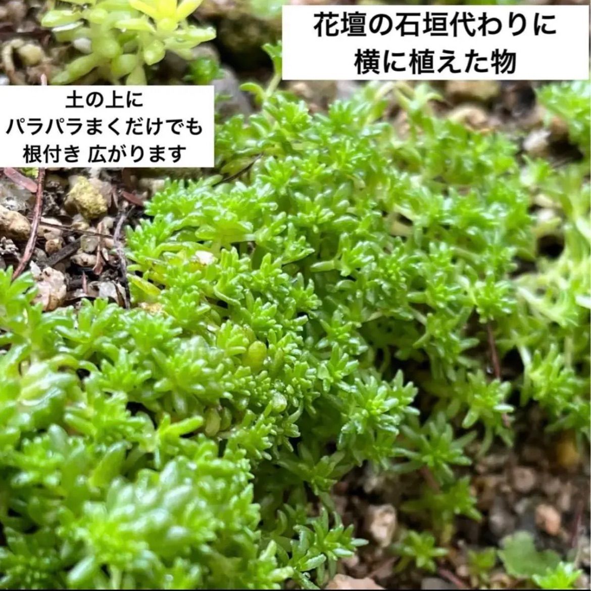 多肉植物 セダム 森村万年草 土付き 根付き 抜き苗 35g - メルカリ