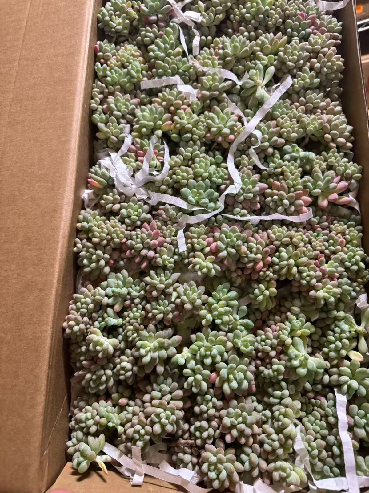 多肉セットd 楽天市場】【vase129】植木鉢 シンプル カラフルプランター 多肉