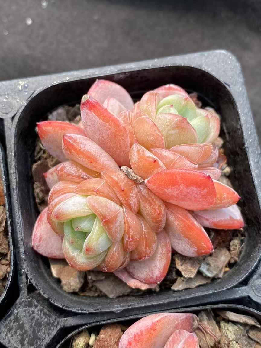 50株の抜き苗セット】スターライト2頭 多肉植物 佐川急便発送 エケベリア