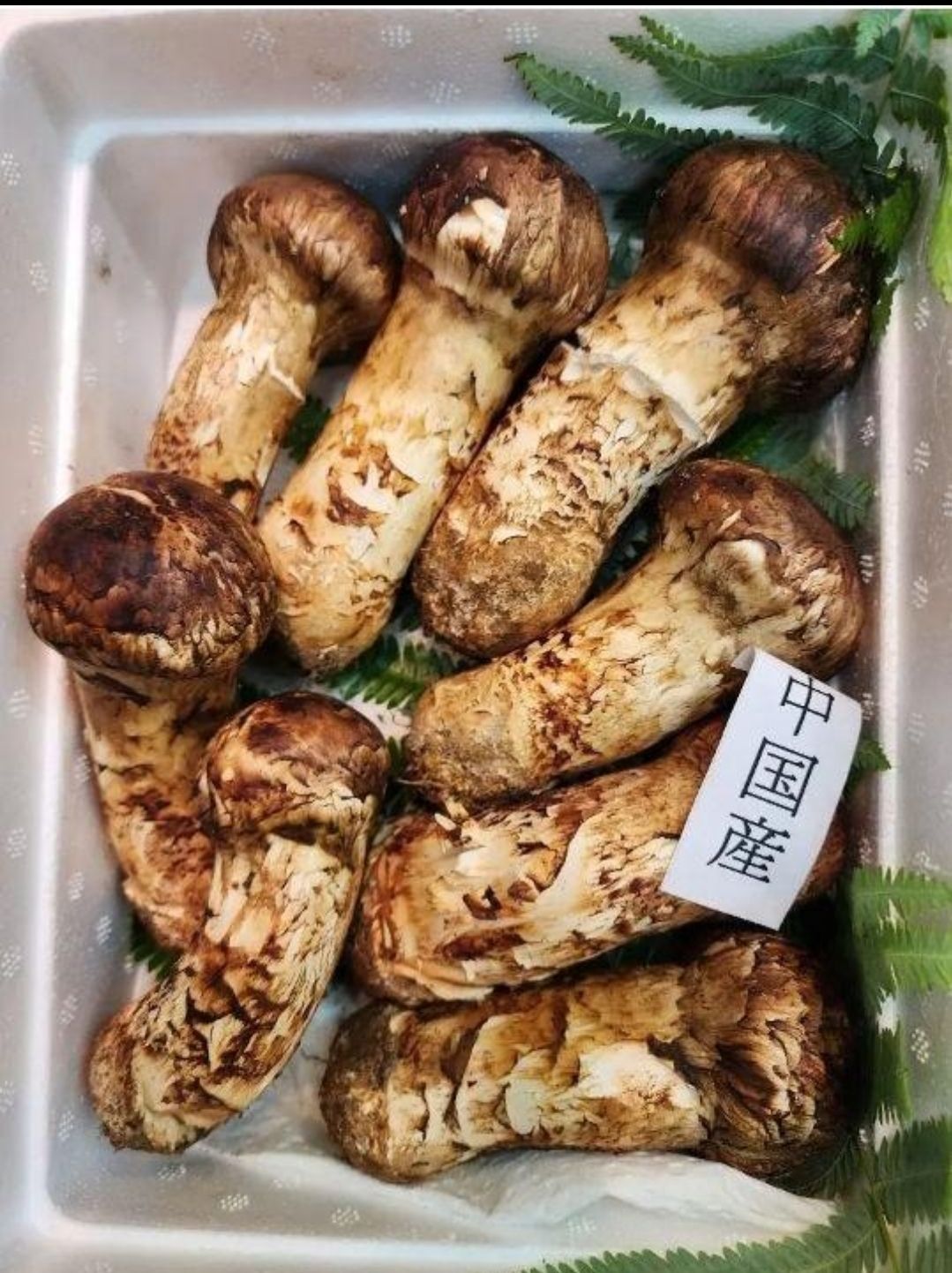 中国産 L~2L特大【天然 つぼみ 松茸 約1kg】 本数 7~16本 中国産 L~2L特大【天然 つぼみ 松茸 約1kg】 本数 7~16本