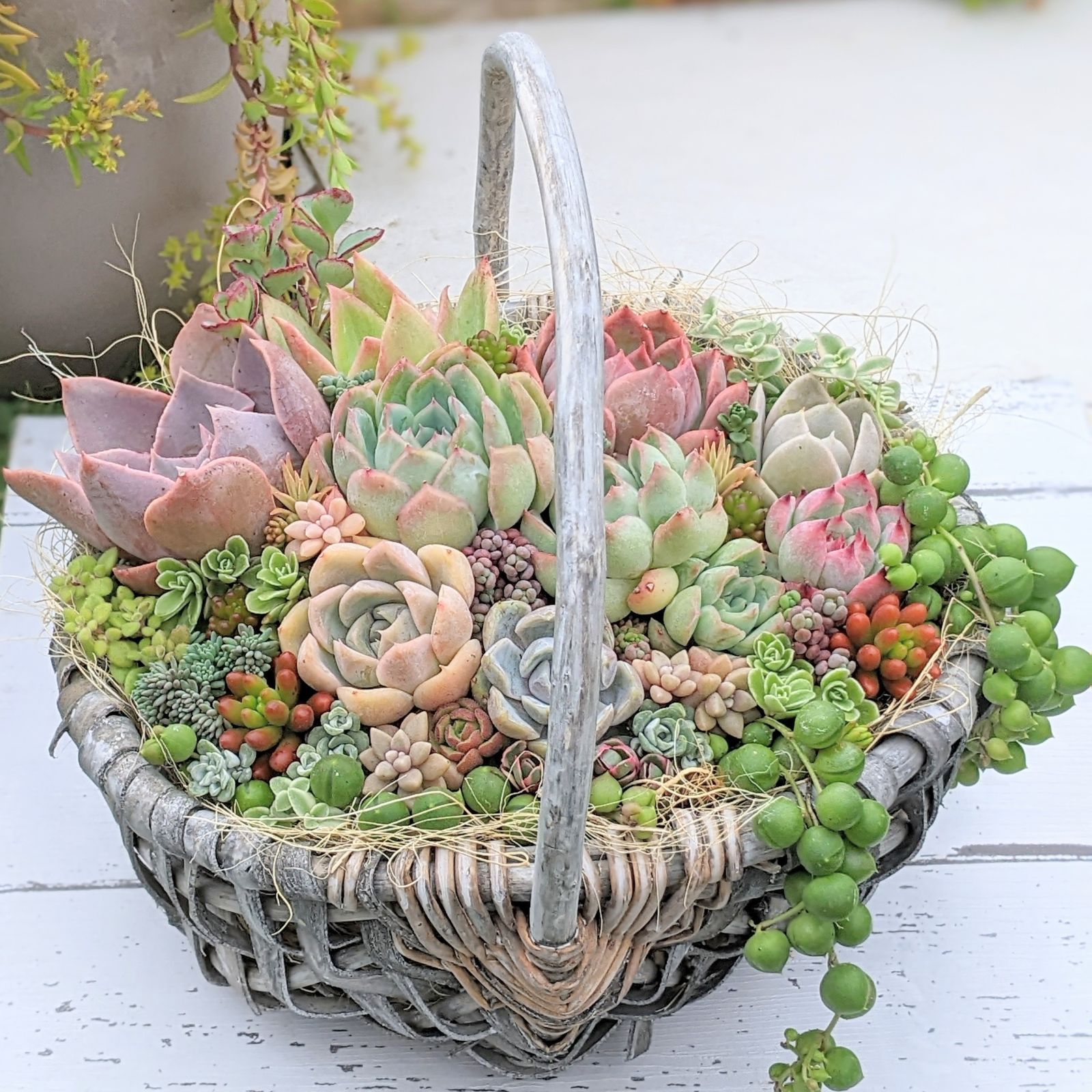 オーダー承ります 多肉植物寄せ植え そのまま飾れる ブーケ寄せ