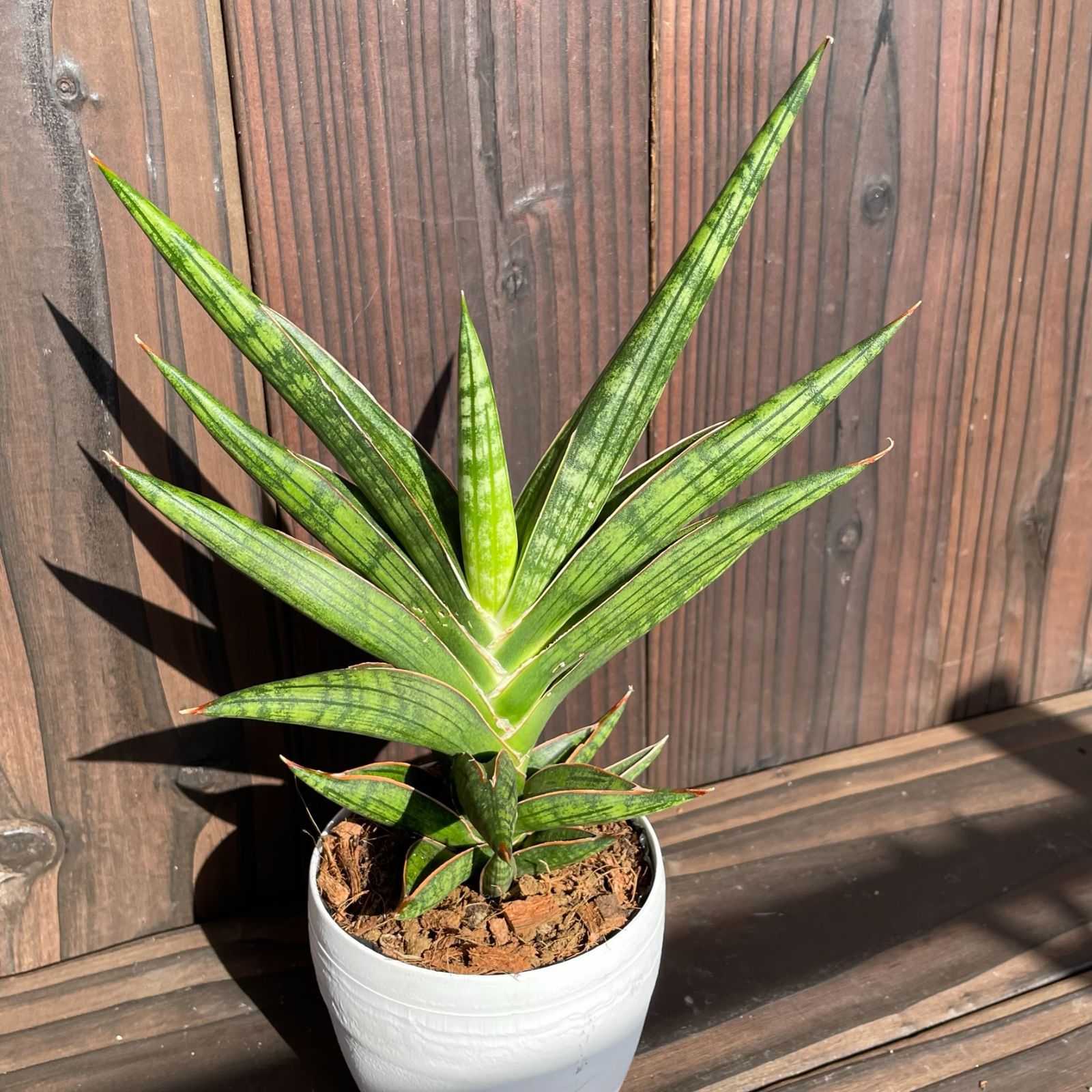 今日の超目玉 新品 未使用 サンスベリア ケニア 多肉植物 空気清浄 観葉植物 9612 A 植物 観葉植物 Vesica Mk Vesica Mk