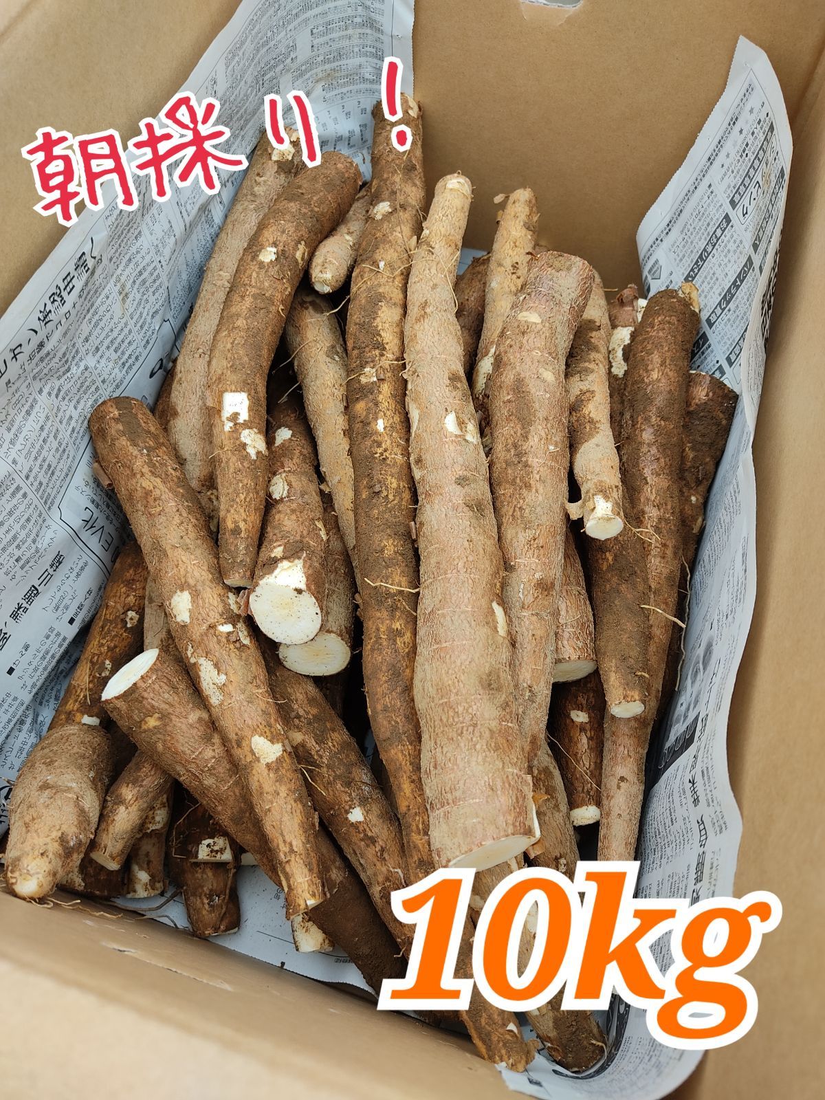 沖縄県産 キャッサバ芋（白） 20kg - 野菜