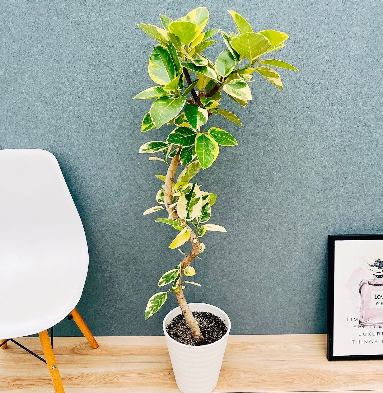 現品］【希少】86番 パンダガジュマル 8号 観葉植物 室内 レア ゴムの