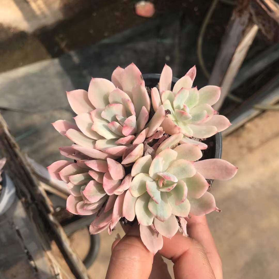 SKL1239×36 ハナグルマニシキ 抜き苗 多肉植物 アエオニウム エケベリア 韓国苗