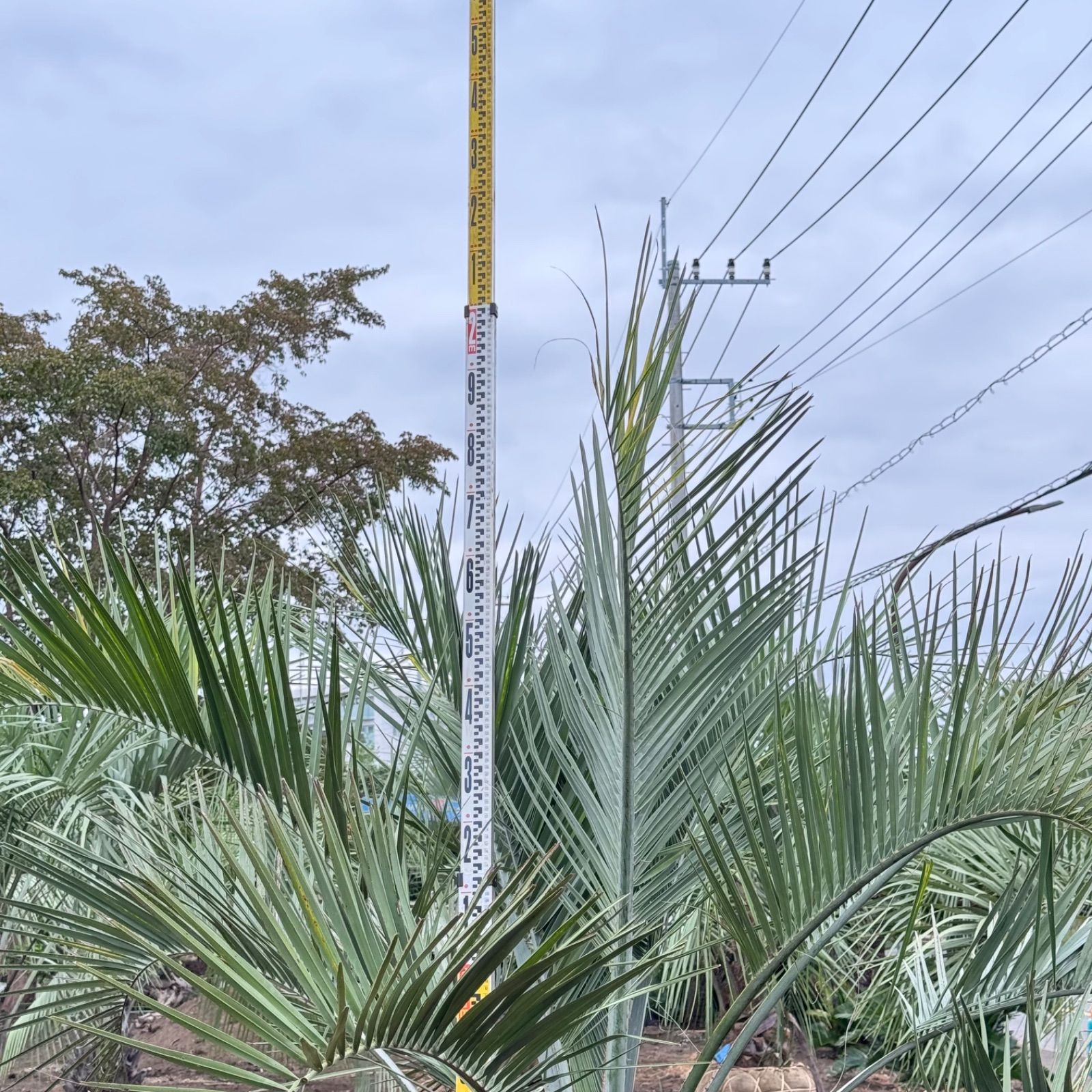 ココスヤシ　幹太　大きめ ココスヤシ 幹太 ココスヤシ 幹太