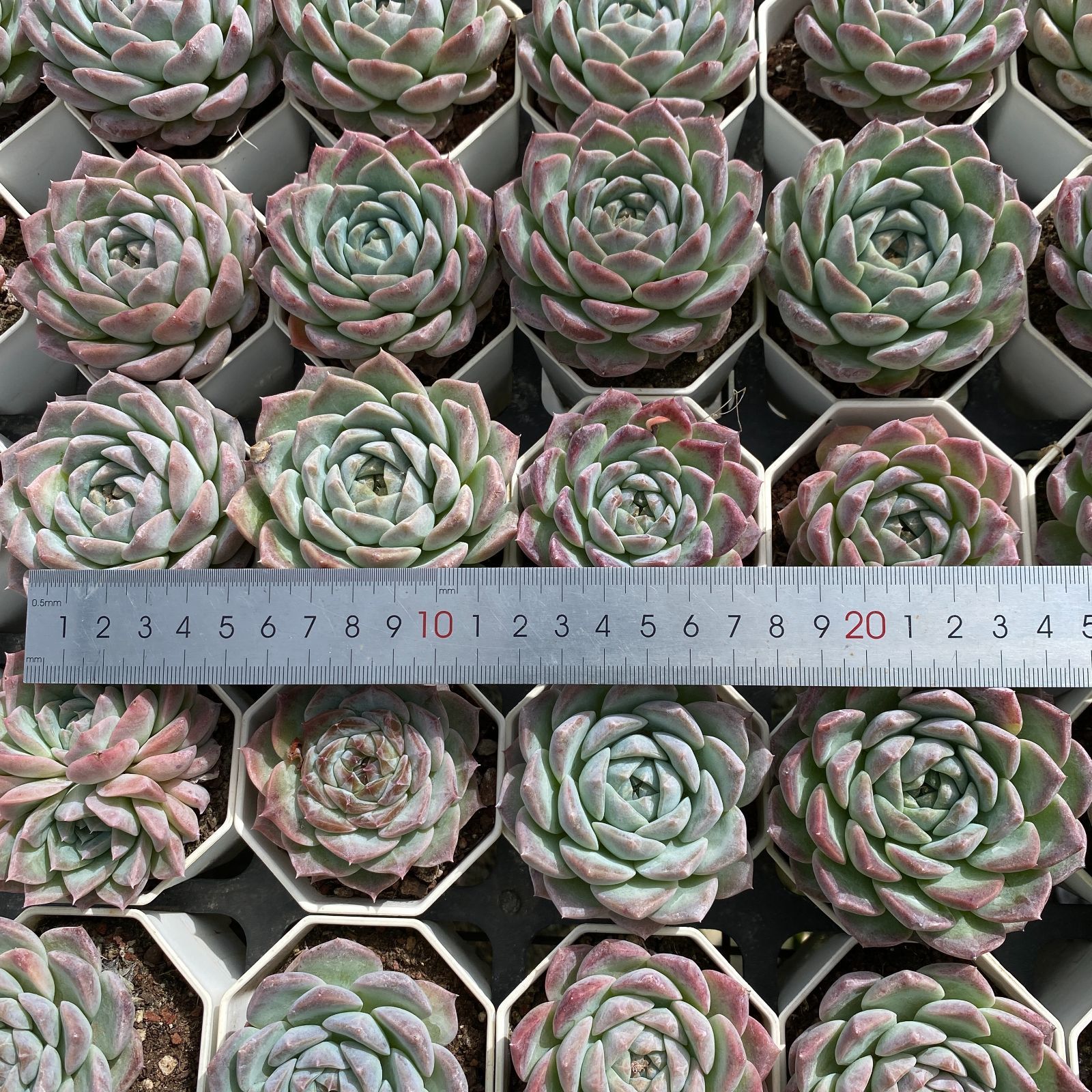 NGN1433×54 ピンクレン単頭 抜き苗 多肉植物 アエオニウム エケベリア 韓国苗 WWW_GEBZETESISAT_COM_TR