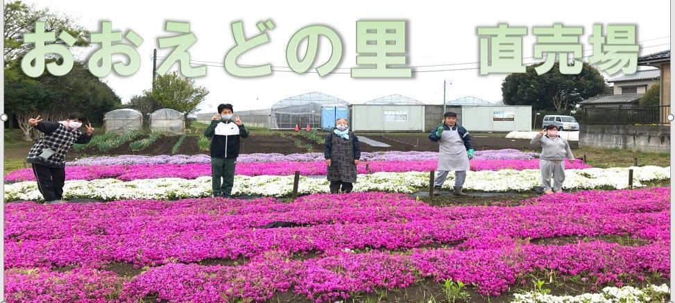 芝桜苗【100ポット】ガーデニングにピッタリのお花初恋ホワイト-1