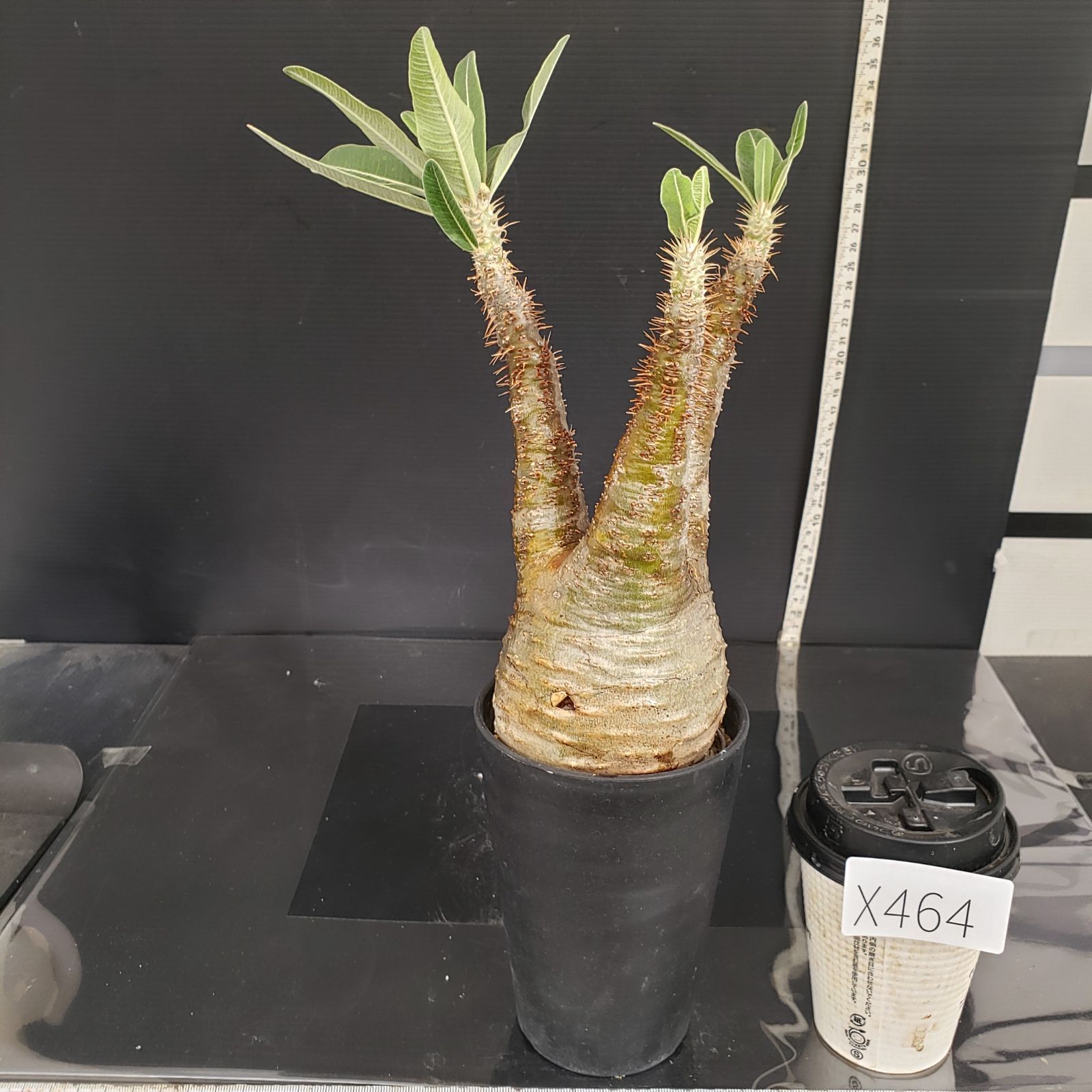 【発根済み•良型株】パキポディウム・グラキリス 塊根植物 現地球 園芸ネット本店｜パキポディウム：グラキリス（発根済み・現地球） 4号