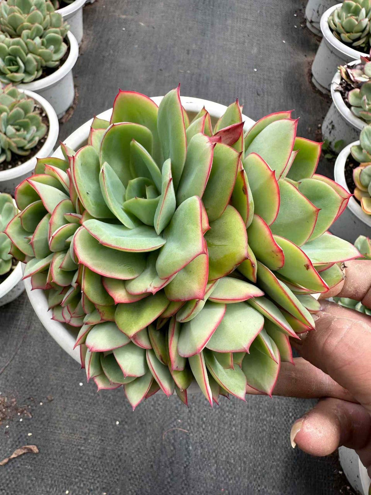 ZAN5×12 ボタンテイ 抜き苗 多肉植物 アエオニウム エケベリア 韓国苗