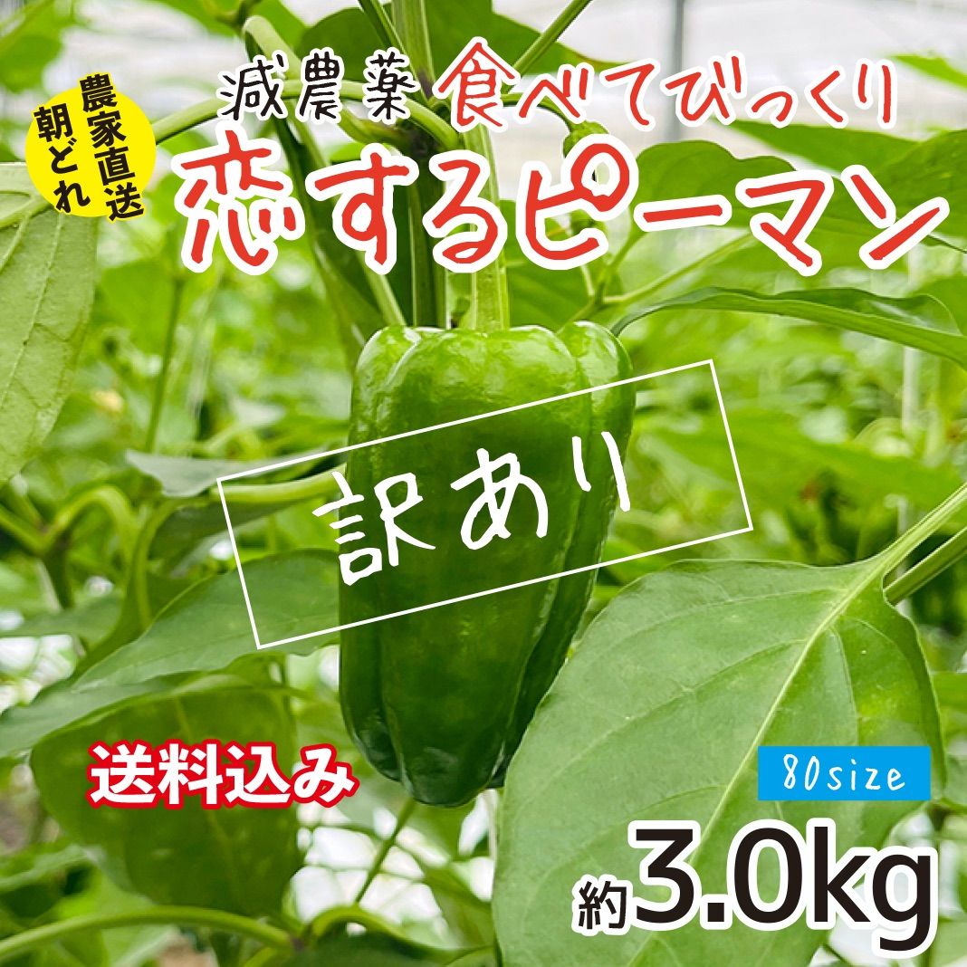 B品.規格外】ピーマン 緑 朝採り 宮崎県産 約3.0kg 新鮮 野菜 こだわり