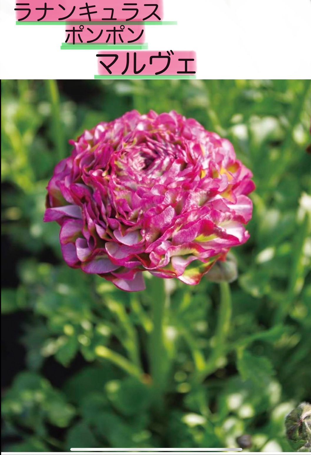 寄せ植え 花 ラナンキュラスポンポン - フラワー・リース
