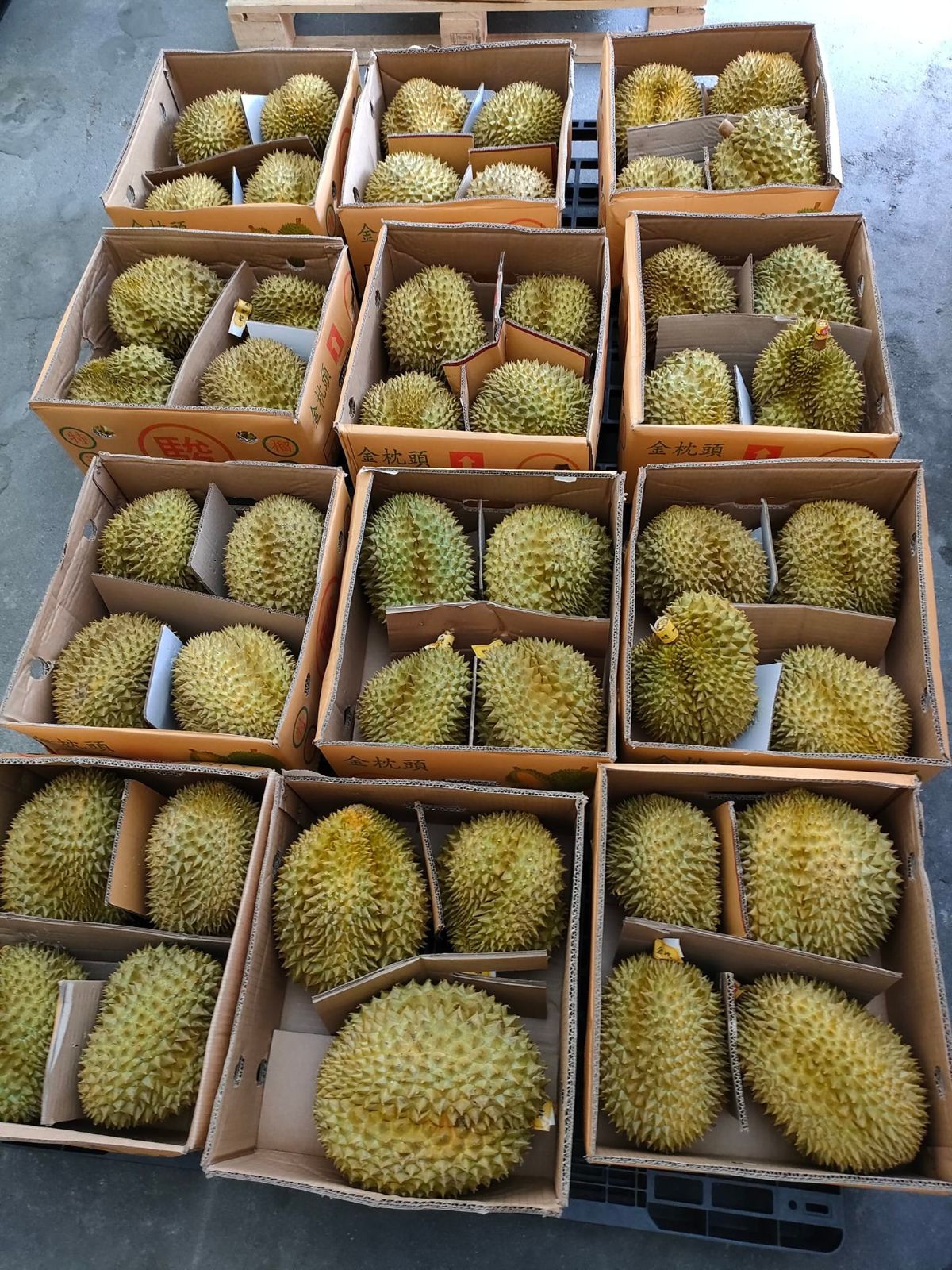 送料無料！！ タイ産　泰国新鲜榴莲 金枕榴蓮　2.8～3.0ｋｇ/玉 送料無料！！1玉 2680円 タイ産 泰国新鲜榴莲 金枕榴蓮 ドリアン