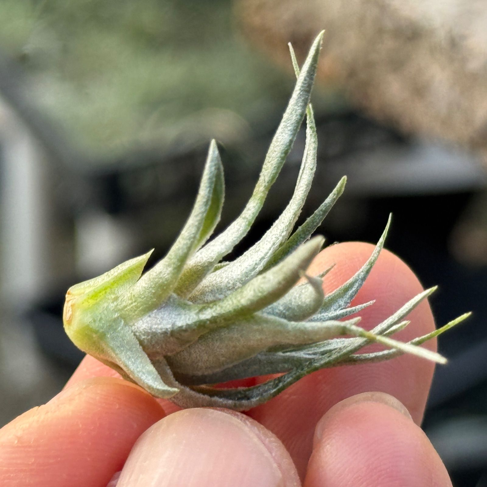 エアプランツ　カウツキー カウツキー 13号 | air-plants TENGU-DO