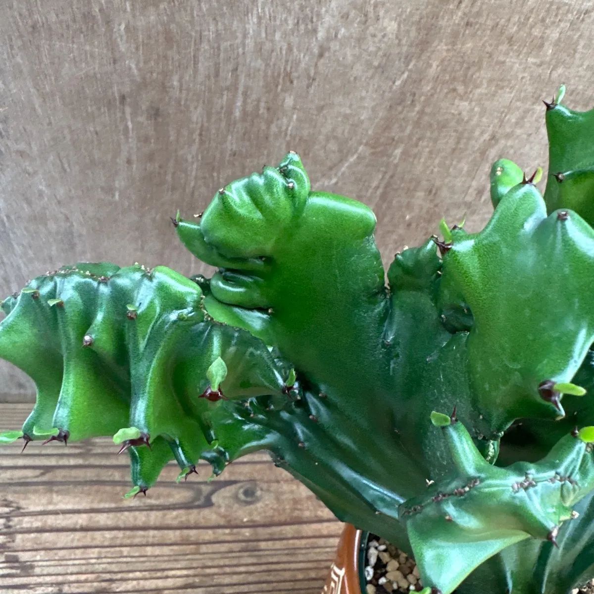 ユーフォルビア ラクテア 綴化 陶器鉢茶 Euphorbia lactea 観葉