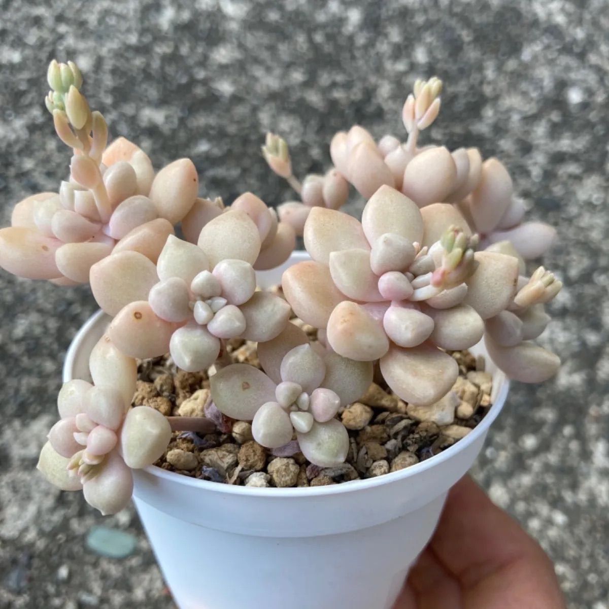 だるま秀麗 | わたしのずかん ♫ 多肉植物 だるま秀麗♡4頭♡