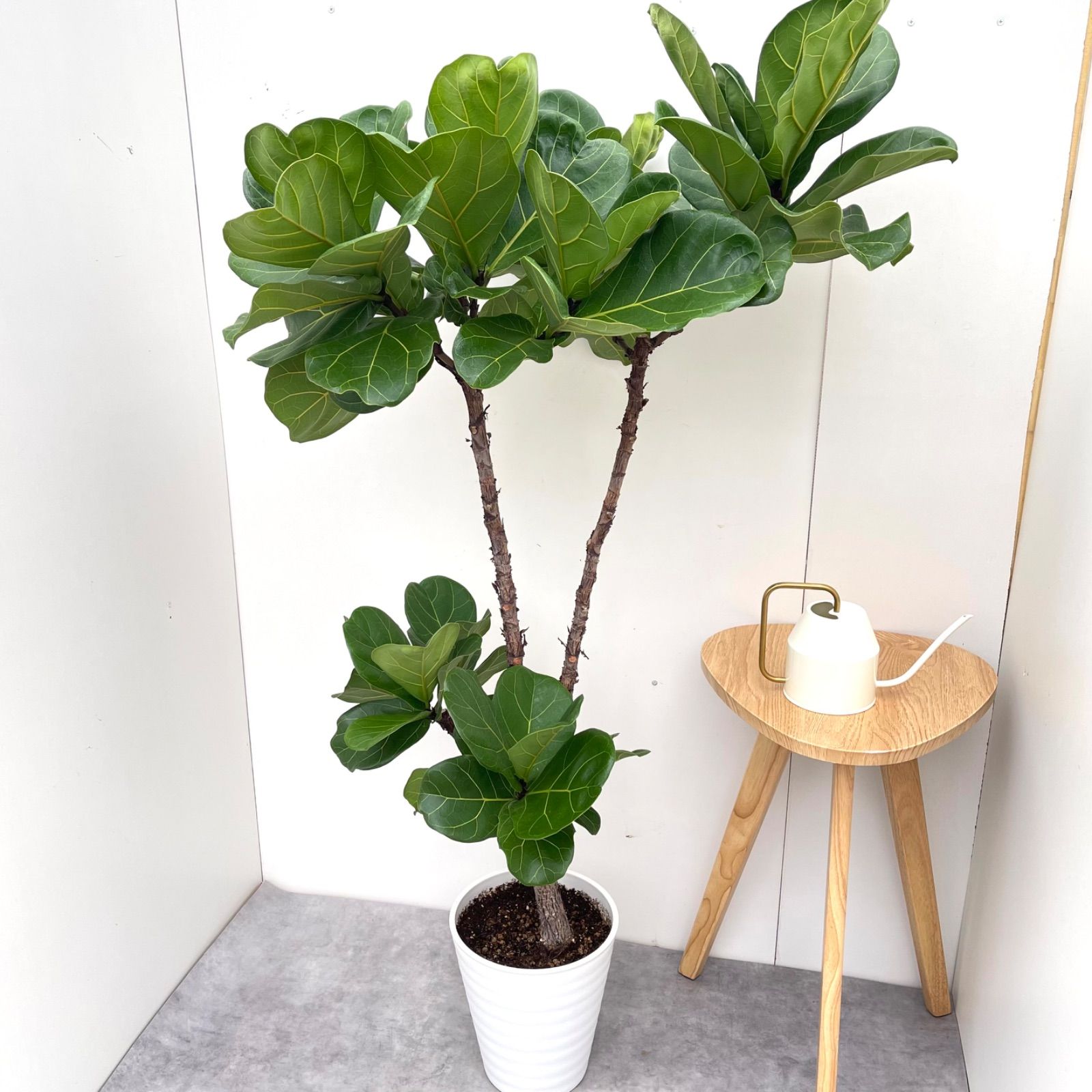 カシワバゴム フィカス