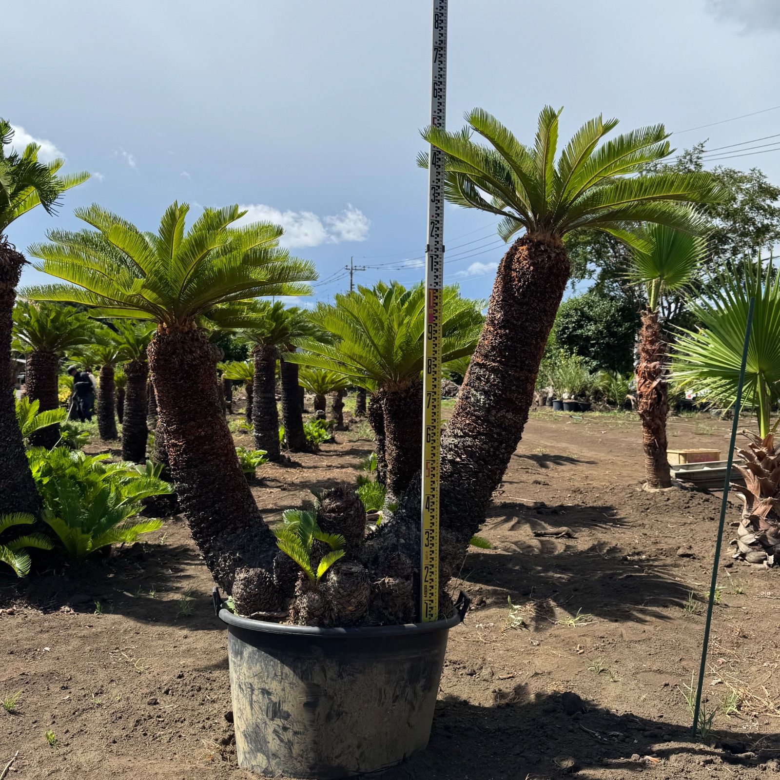 希少】2本立ち ソテツ - メルカリ