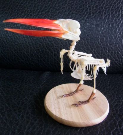 美！ジャワショウビン（Javan kingfisher）骨格標本 台座付き - メルカリ